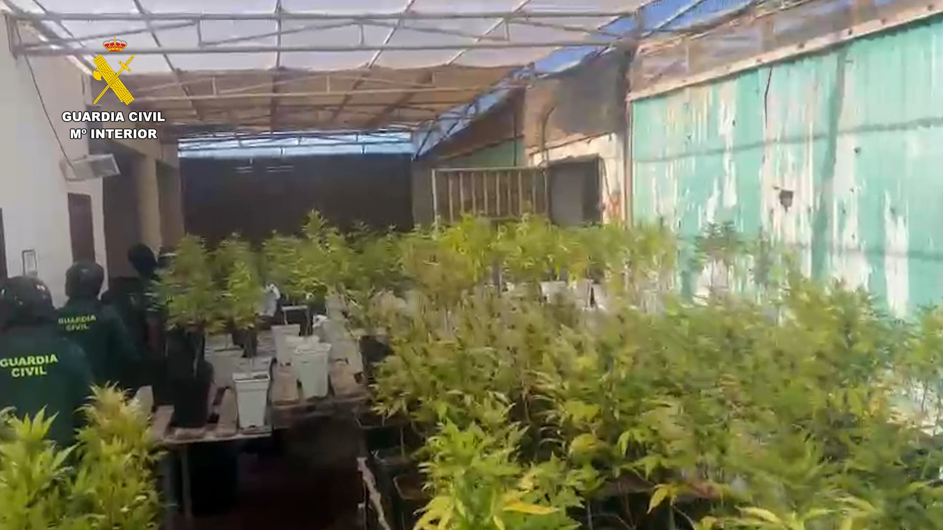 Detención por cultivar marihuana en Tahíche. Detención por cultivar marihuana en Tahíche.