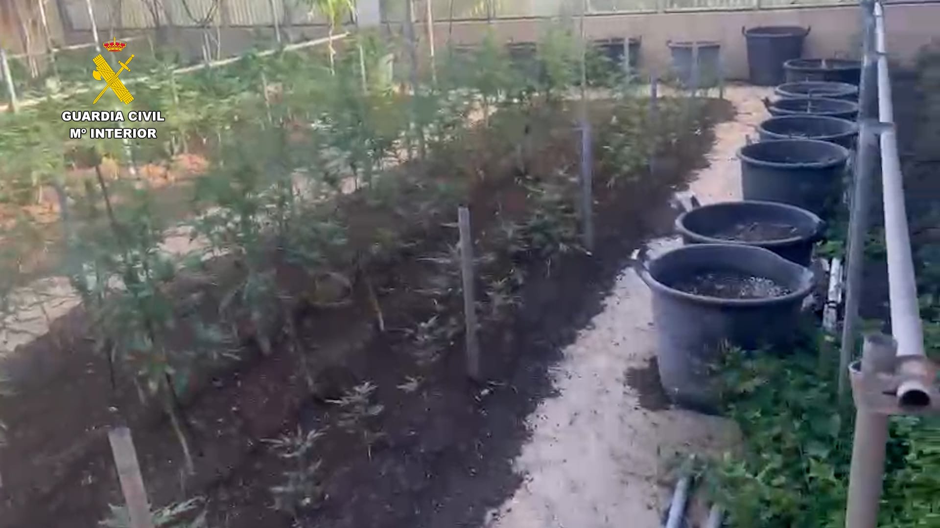 Detención por cultivar marihuana en Tahíche. Detención por cultivar marihuana en Tahíche.