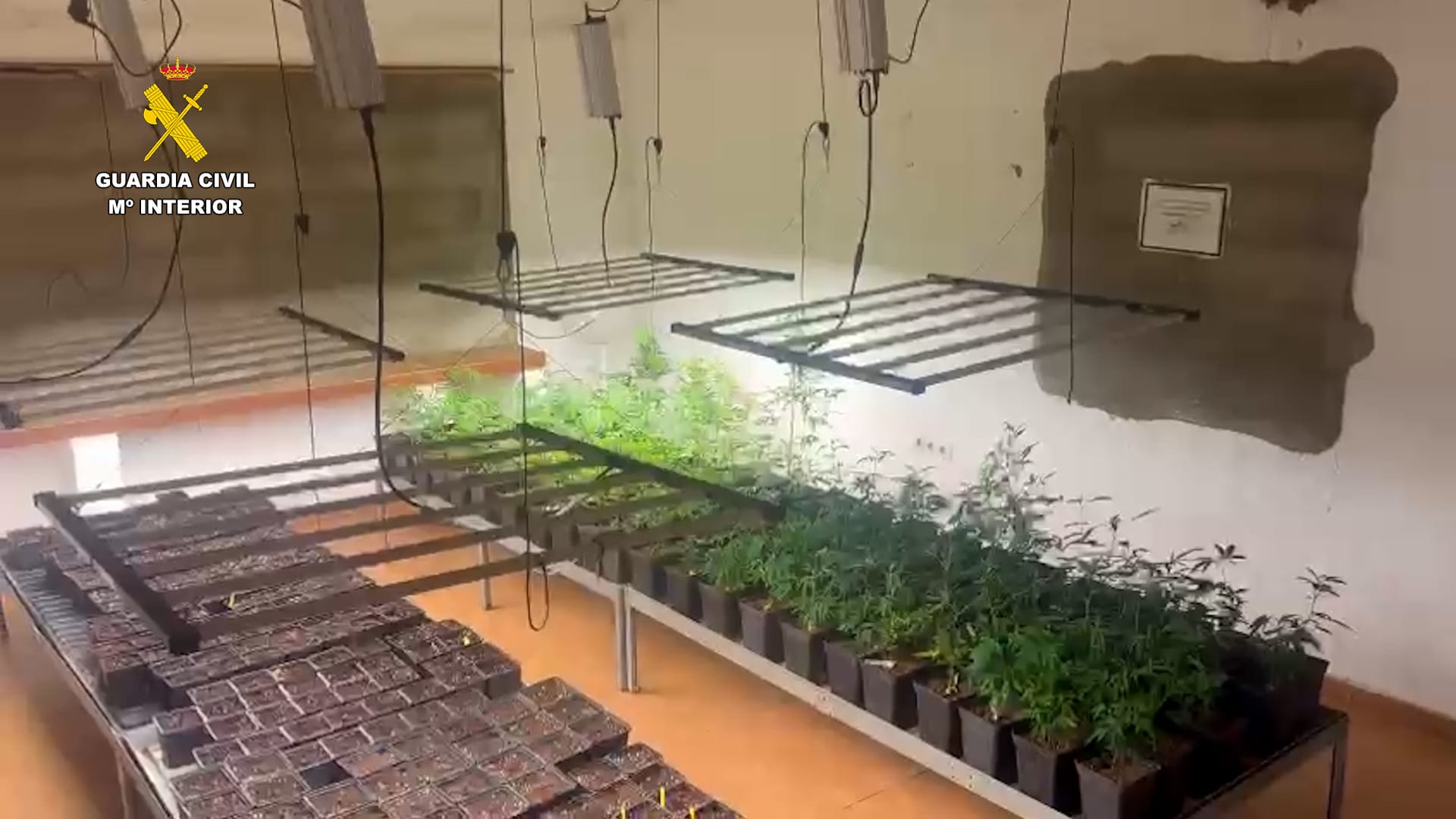 Detención por cultivar marihuana en Tahíche. Detención por cultivar marihuana en Tahíche.