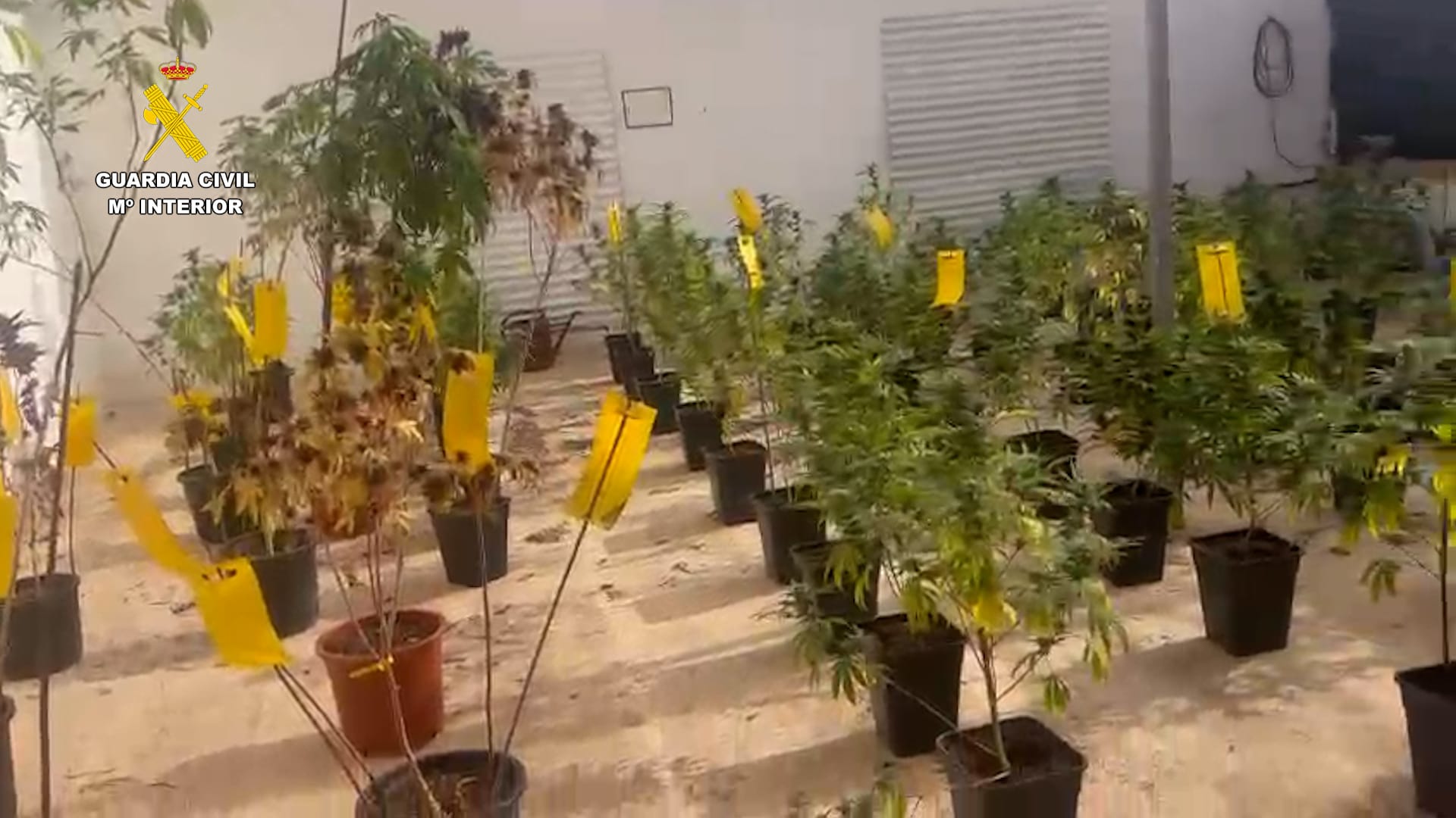 Detención por cultivar marihuana en Tahíche. Detención por cultivar marihuana en Tahíche.
