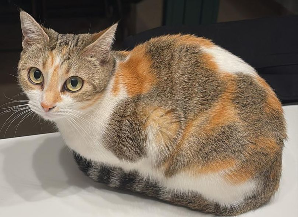 La gata desaparecida en Costa Teguise