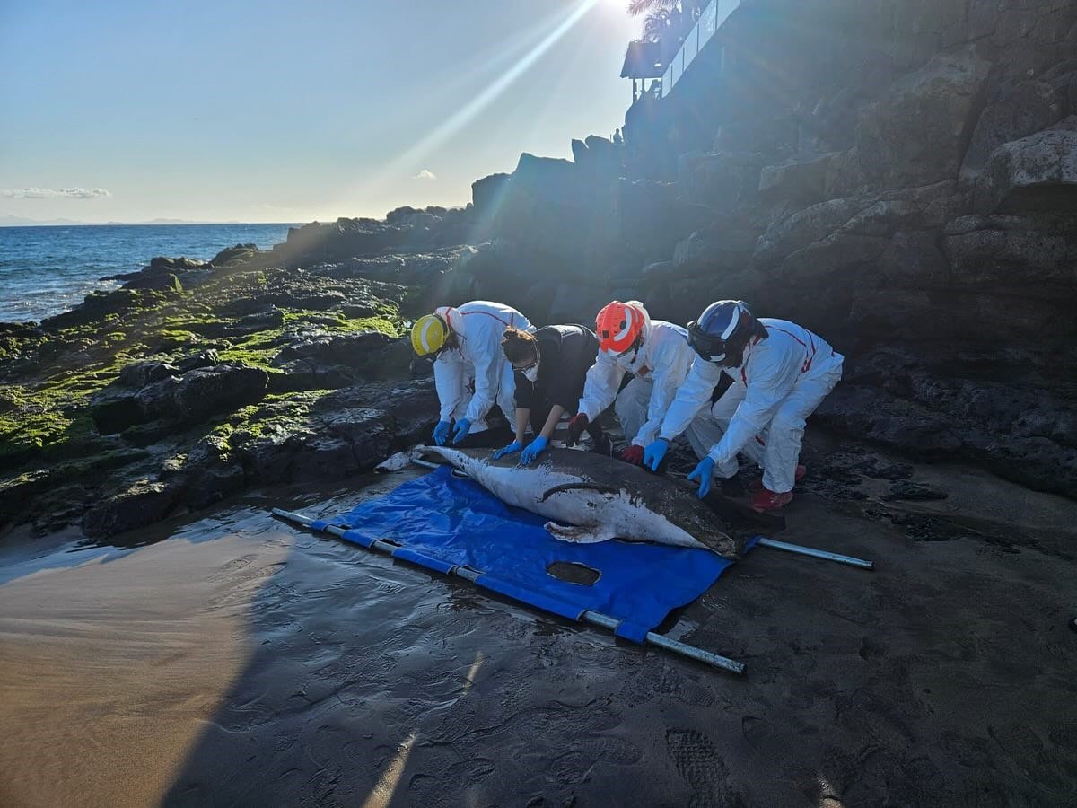  Un delfín de dientes rugosos aparece varado en una playa de Puerto del Carmen