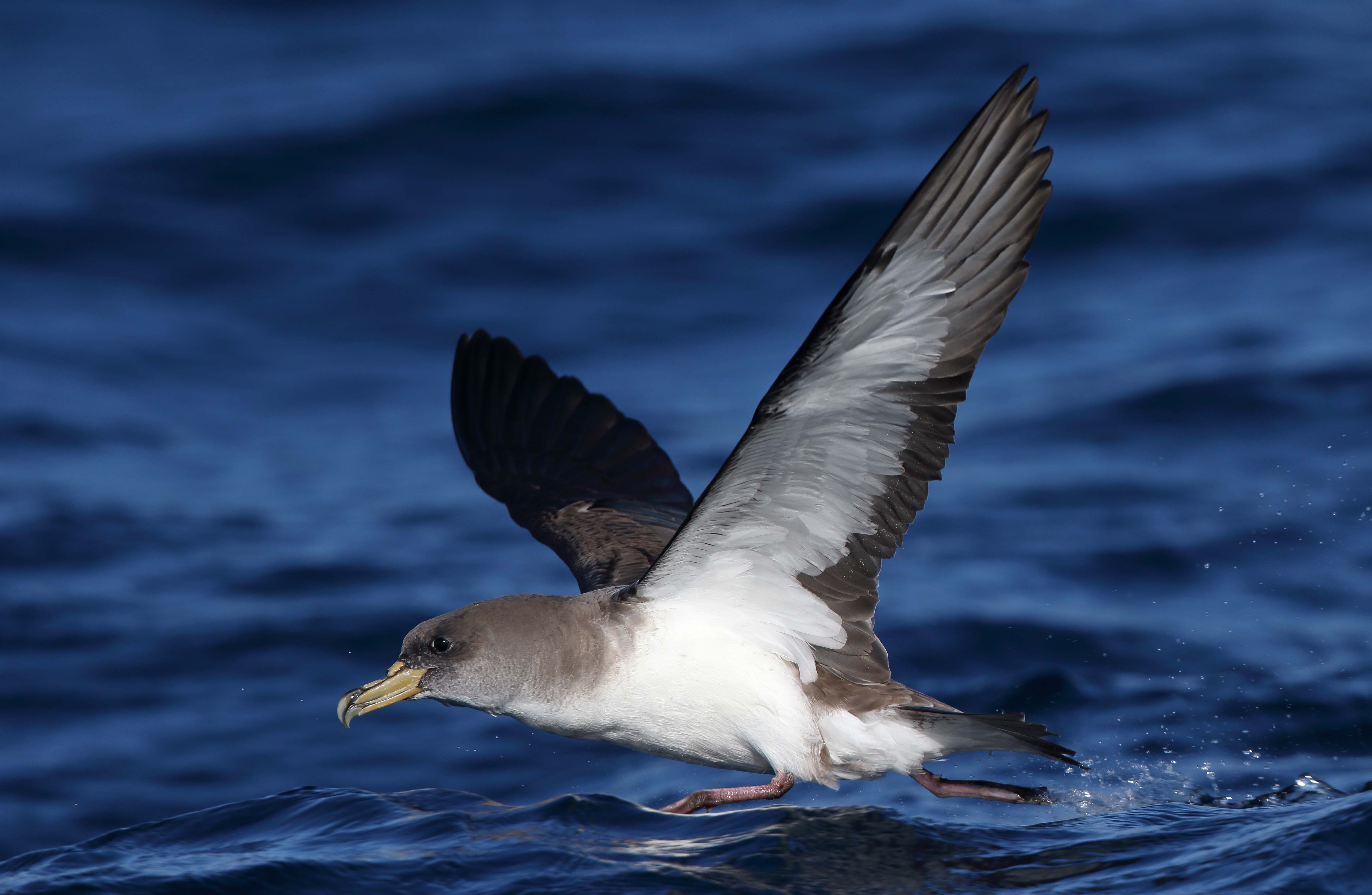 Pardela cenicienta, una de las especies afectadas por la depredación de gatos en La Graciosa. Autor: Juan Sagardía.