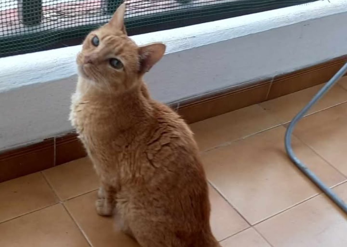 Gato 'Pelusín' perdido en Playa Honda