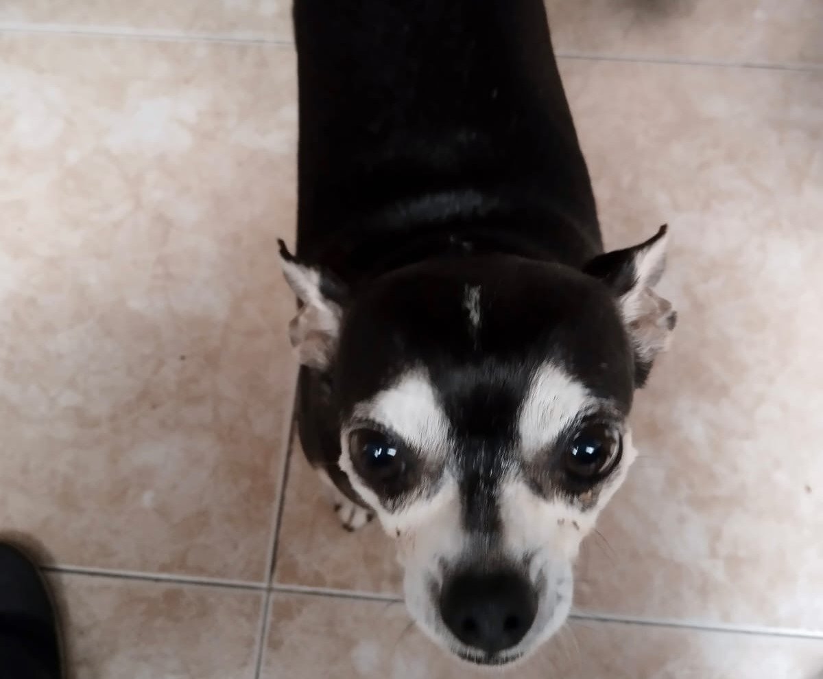 Dog 'Hugo' missing in Tinajo