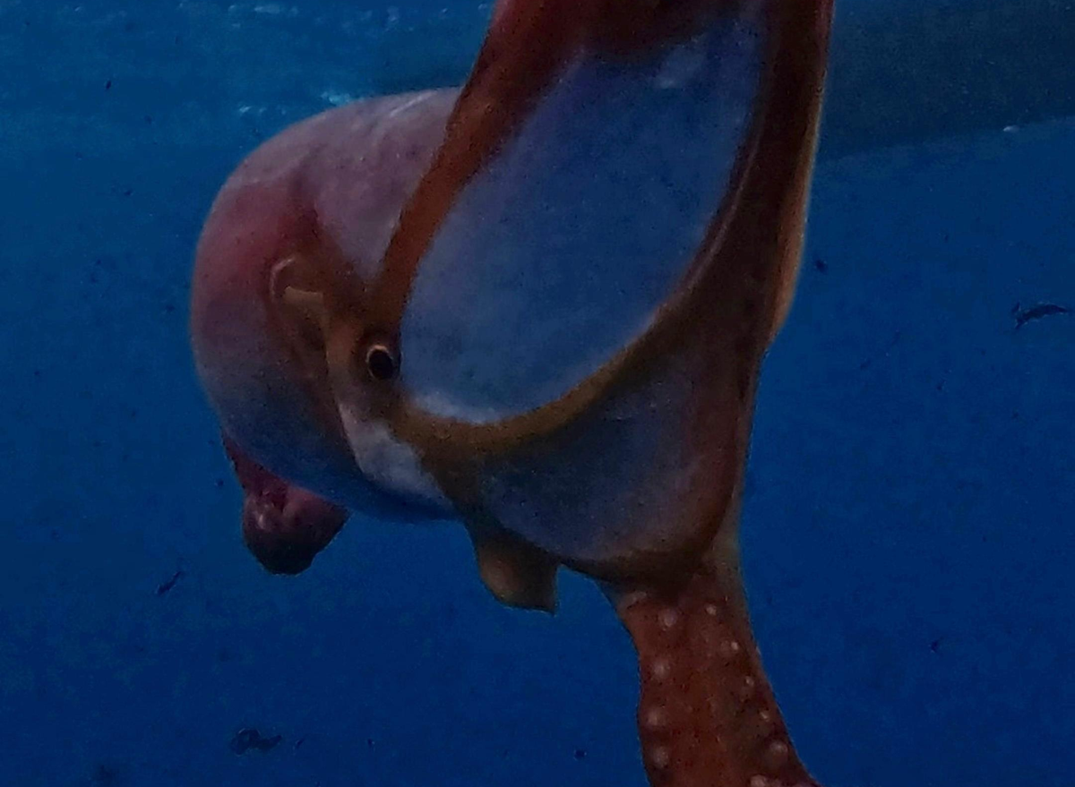 Imagen del pulpo abisal