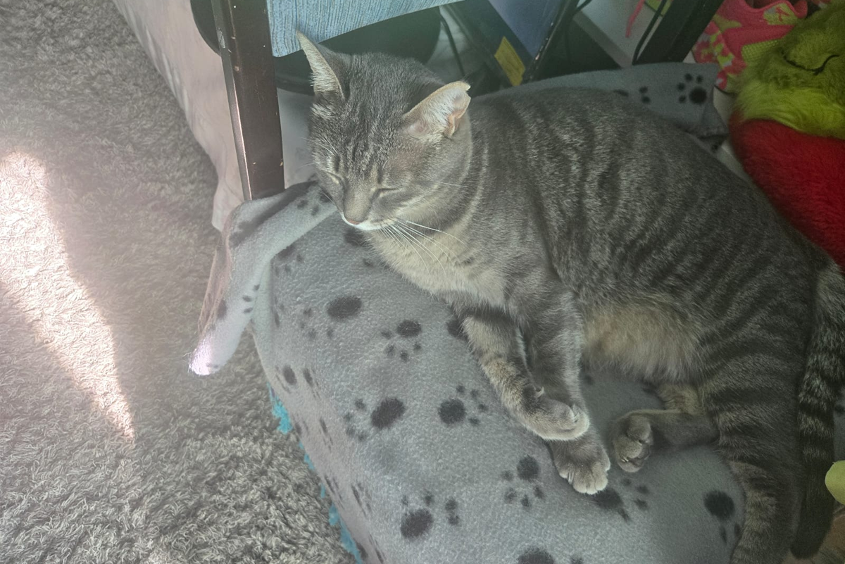 Gata desaparecida en Argana Alta