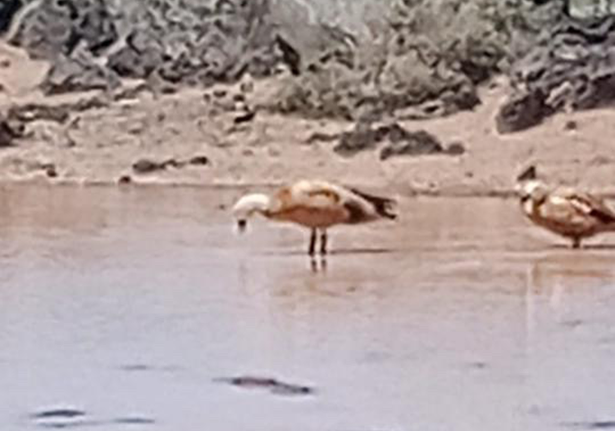 Patos en la playa de Órzola