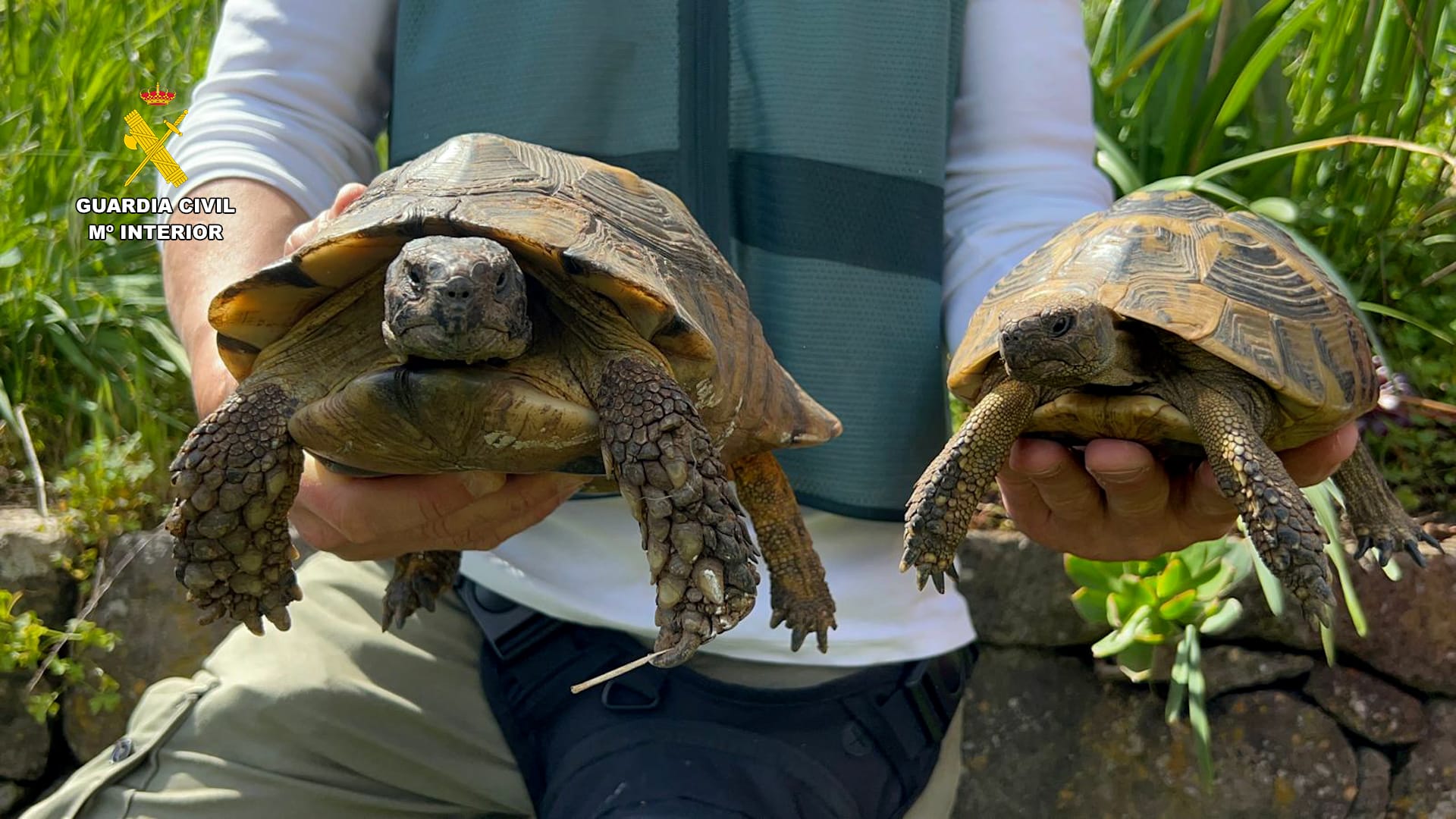 Varias especies de tortugas en Canarias. Foto: Guardia Civil.