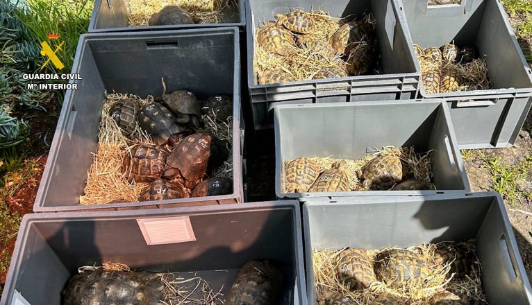 Varias especies de tortugas en Canarias.