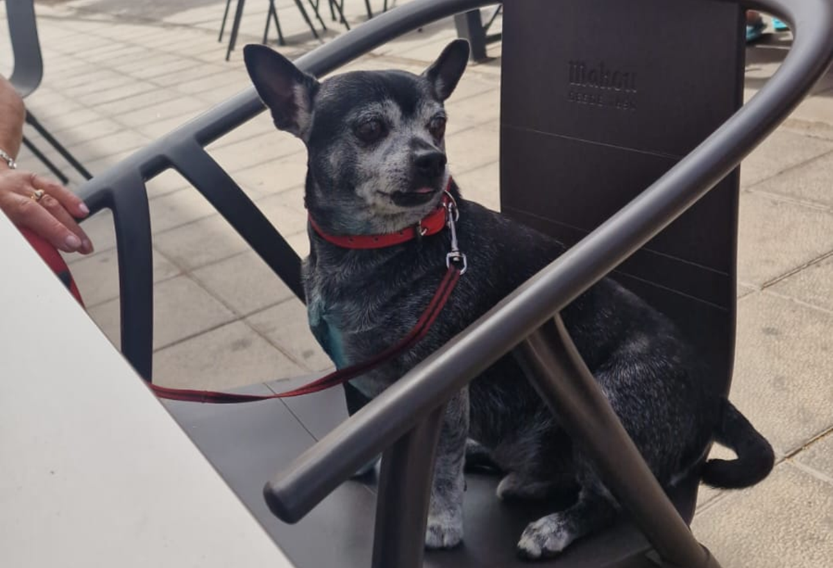 El perro fallecido en La Graciosa