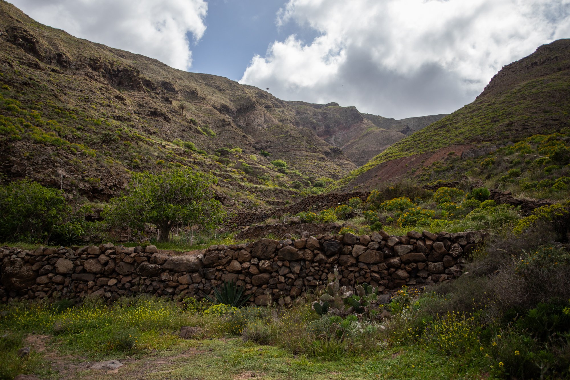 Nateros in the Chafarís ravine. Photo: Andrea Domínguez.