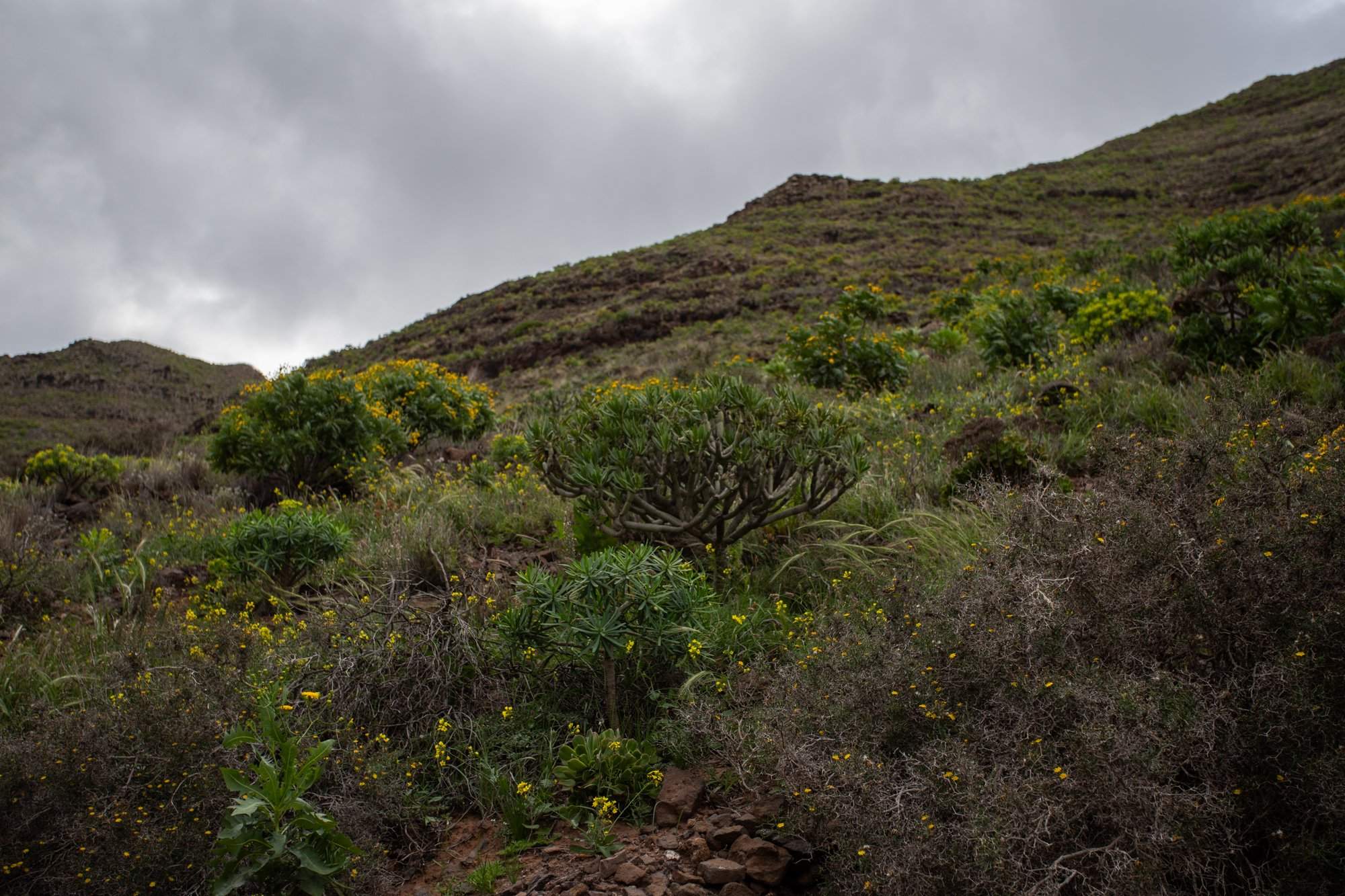Flora autóctona en el barranco de Chafarís. Foto: Andrea Domínguez.