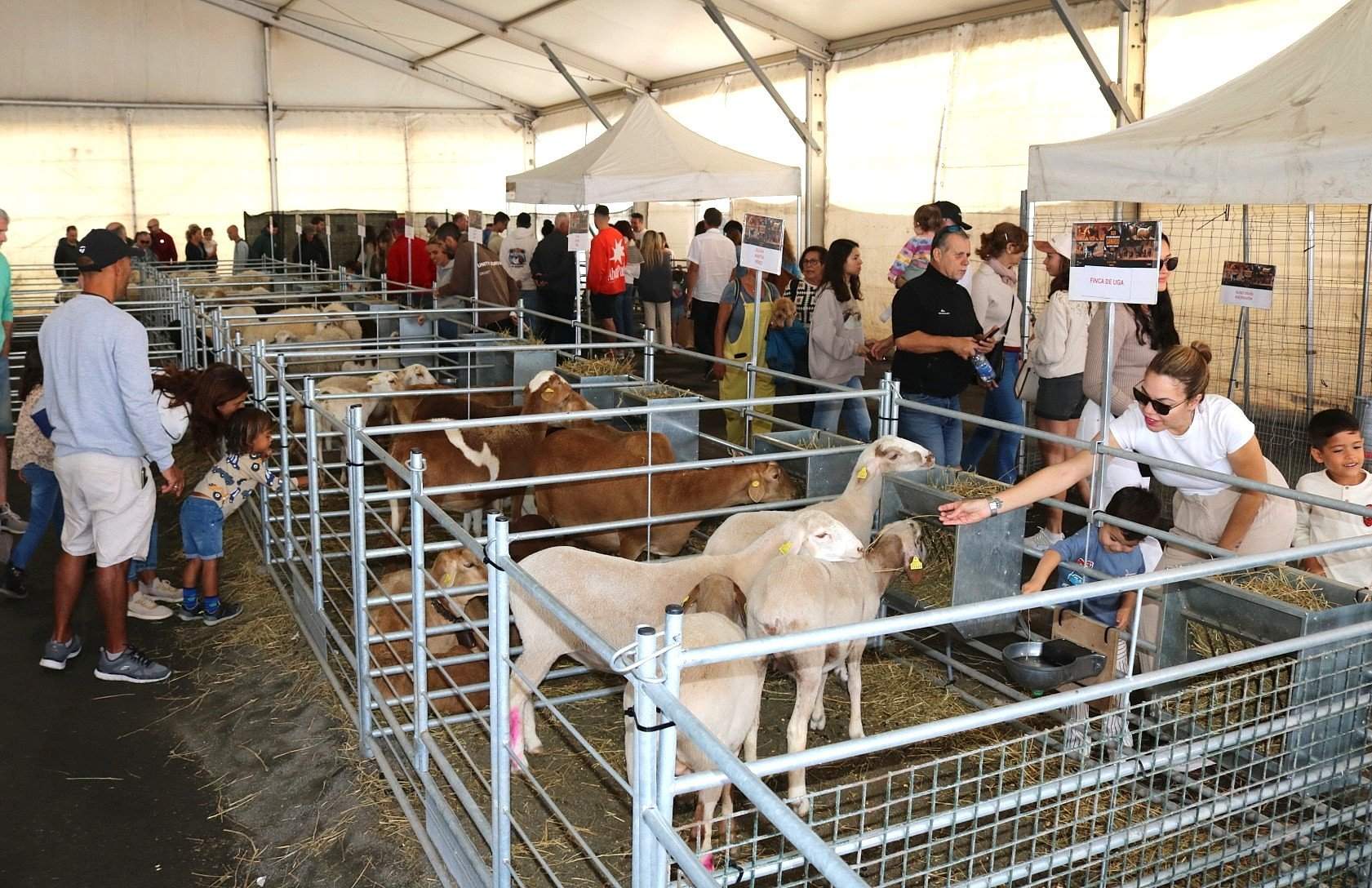 Feria Insular de Ganado de Uga