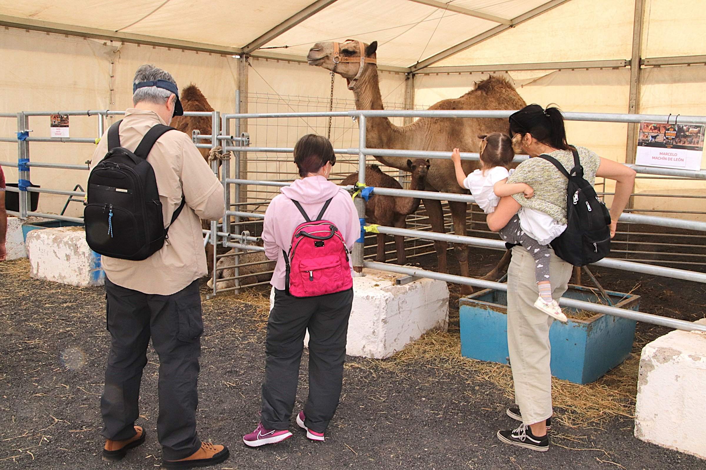 Feria Insular de Ganado de Uga