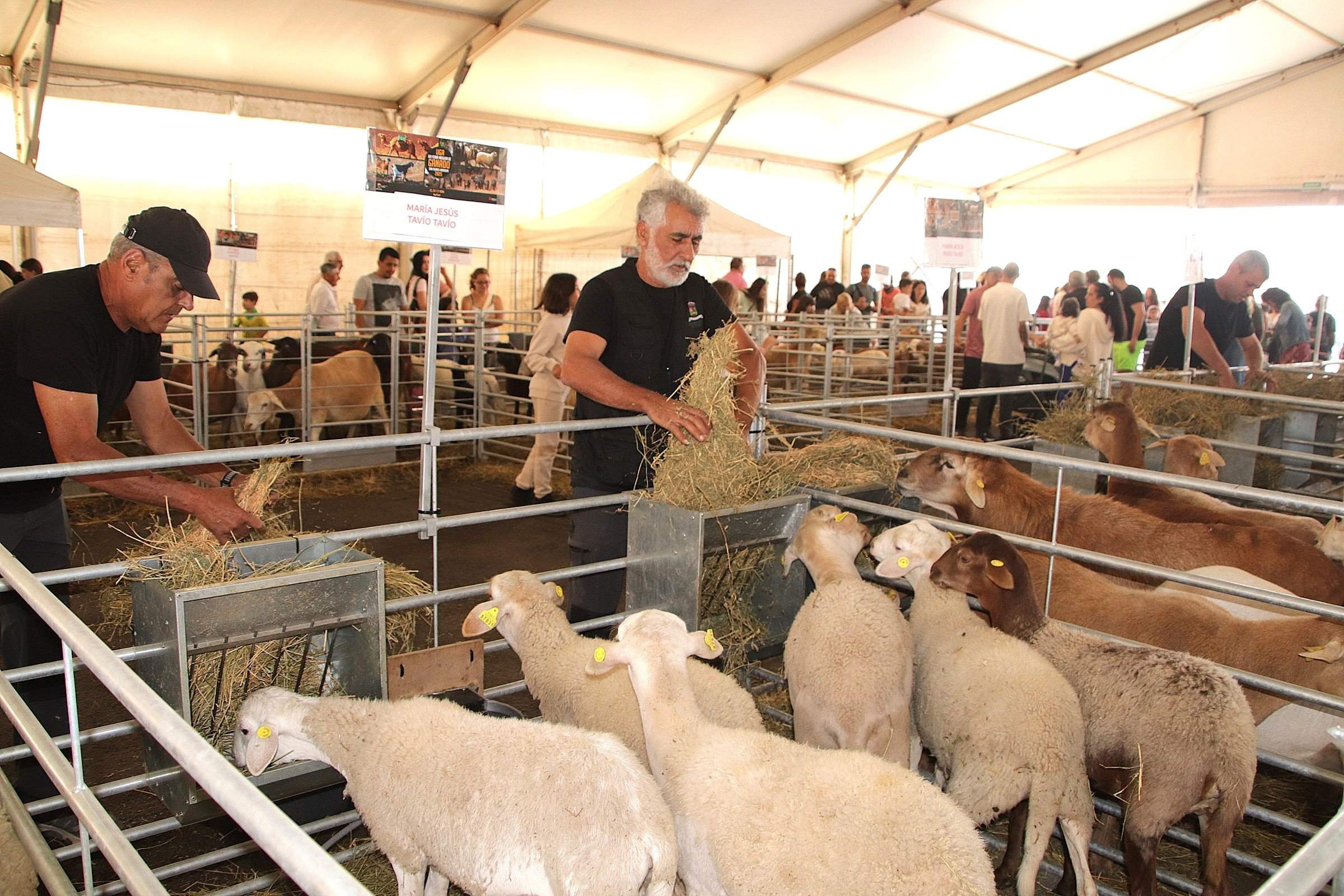 Feria Insular de Ganado de Uga