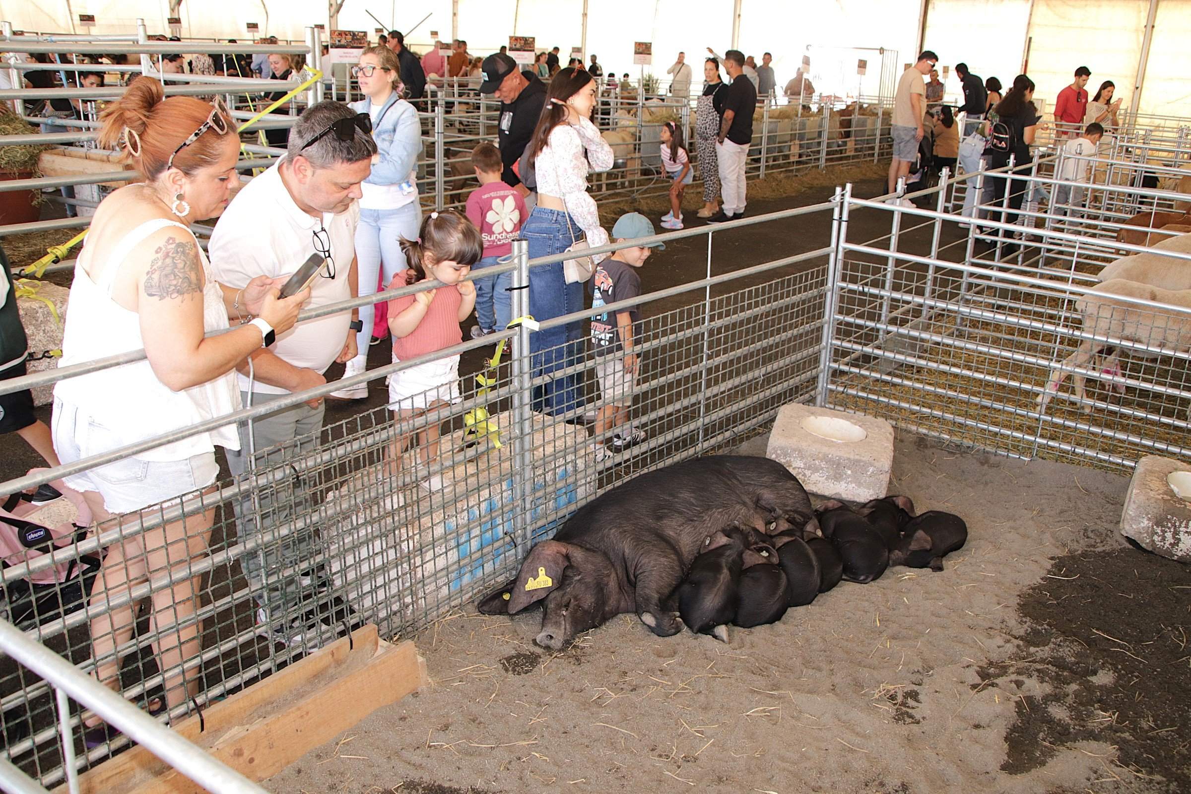 Feria Insular de Ganado de Uga