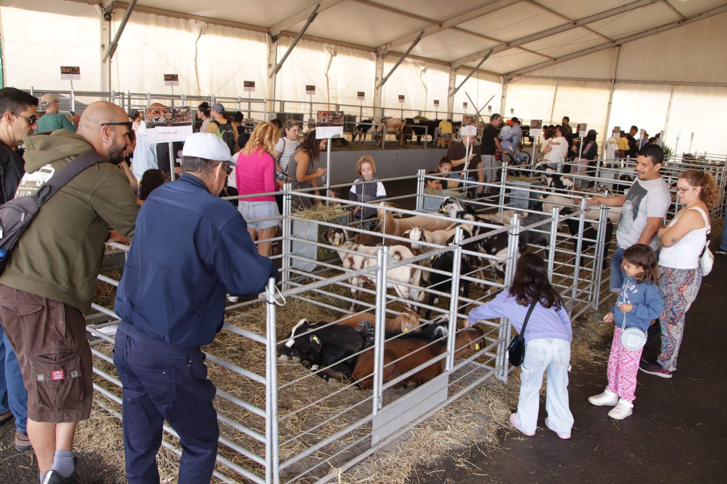 Feria Insular de Ganado de Uga