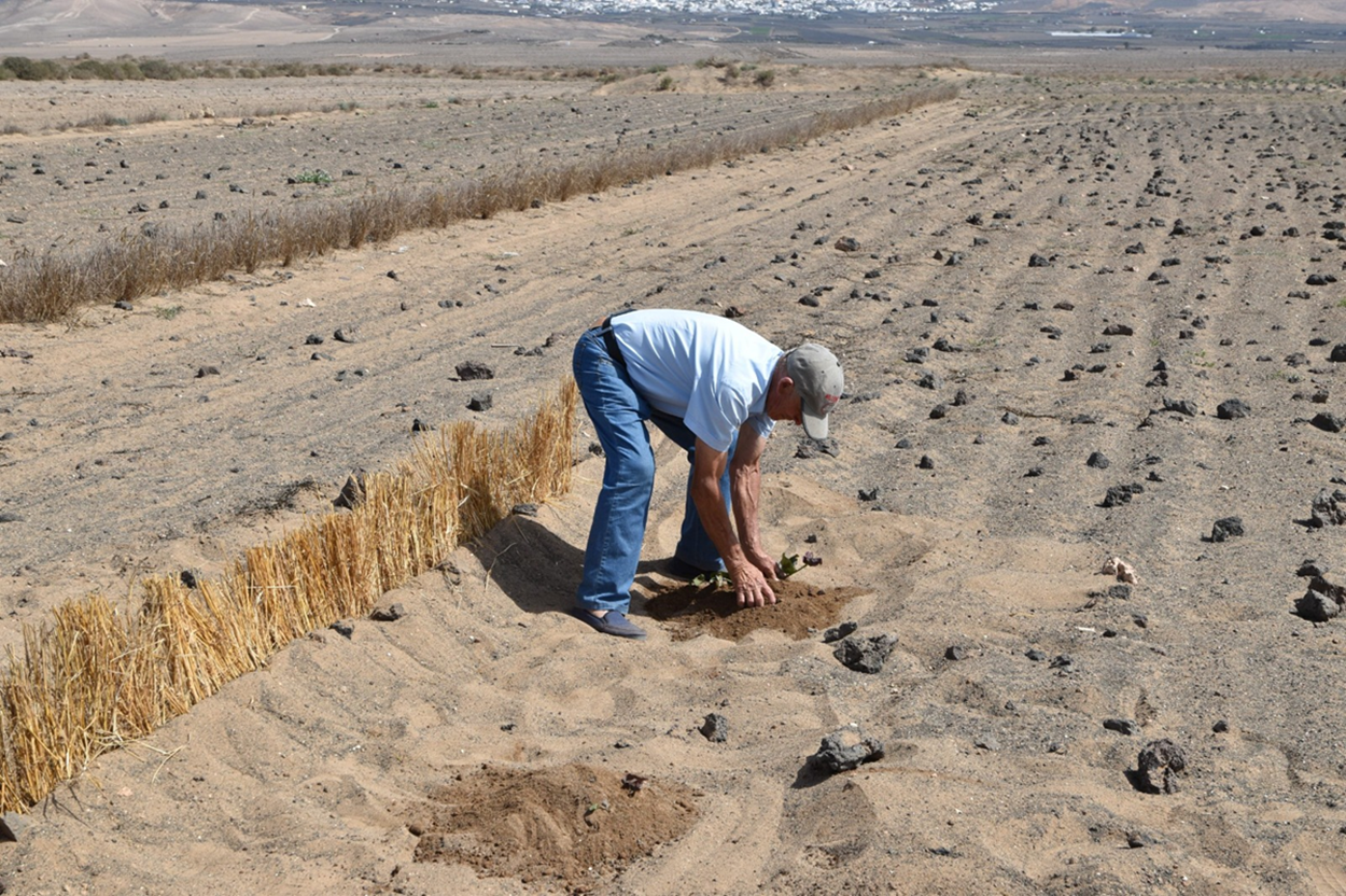 Cultivo de la batata en el jable. Agricultura y ganadería.