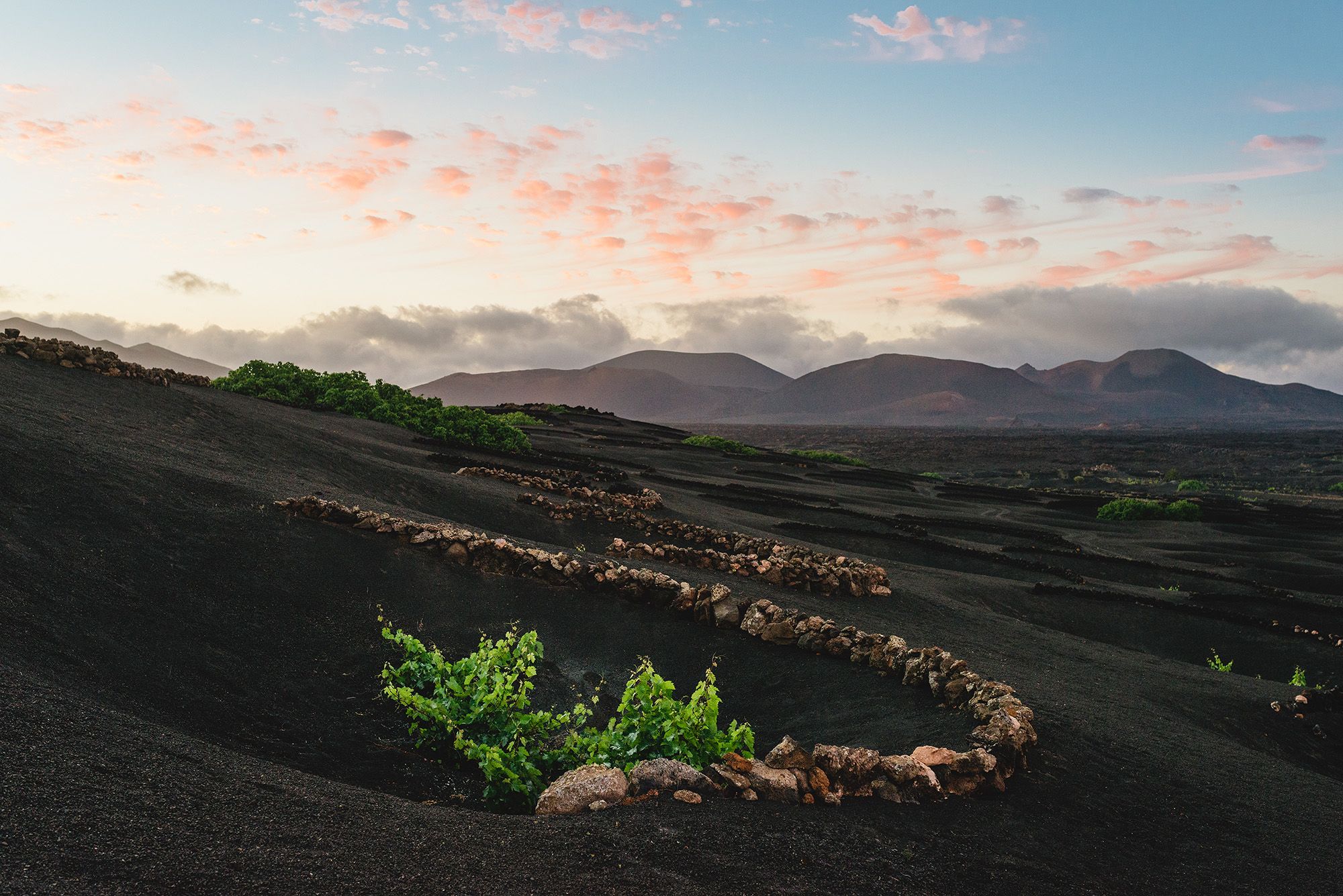 Cultivo en hoyos en La Geria. Vino de Lanzarote