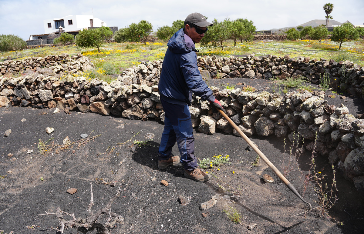 Cultivos tradicionales de Lanzarote