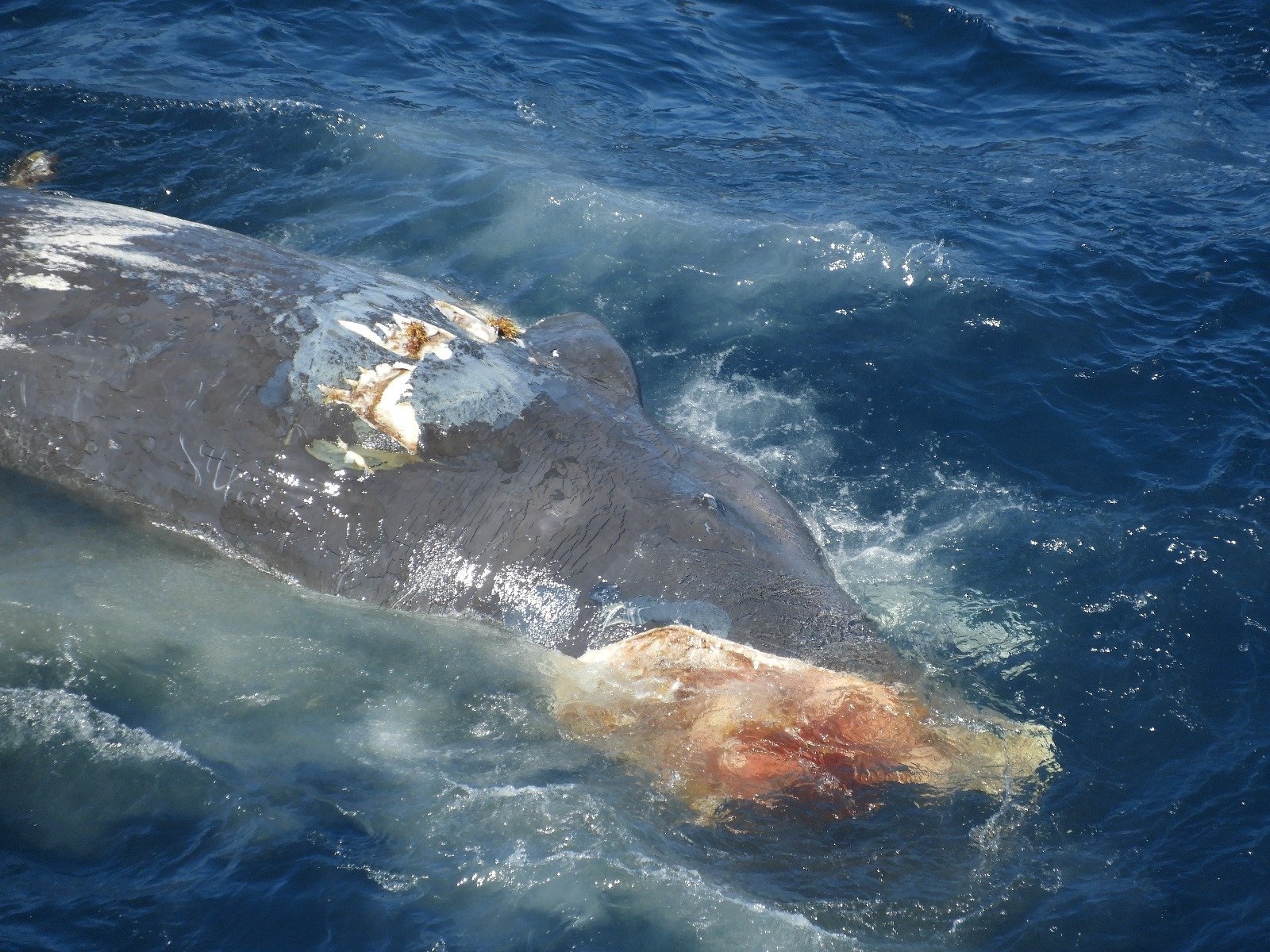 Uno de los cachalotes fallecidos. Foto: Cedida.