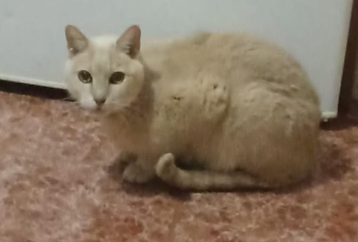Gato desaparecido en Argana Alta