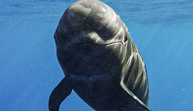 Nika, the tropical pilot whale calf. Photo: Felipe Ravina. Nika, the tropical pilot whale calf. Photo: Felipe Ravina.