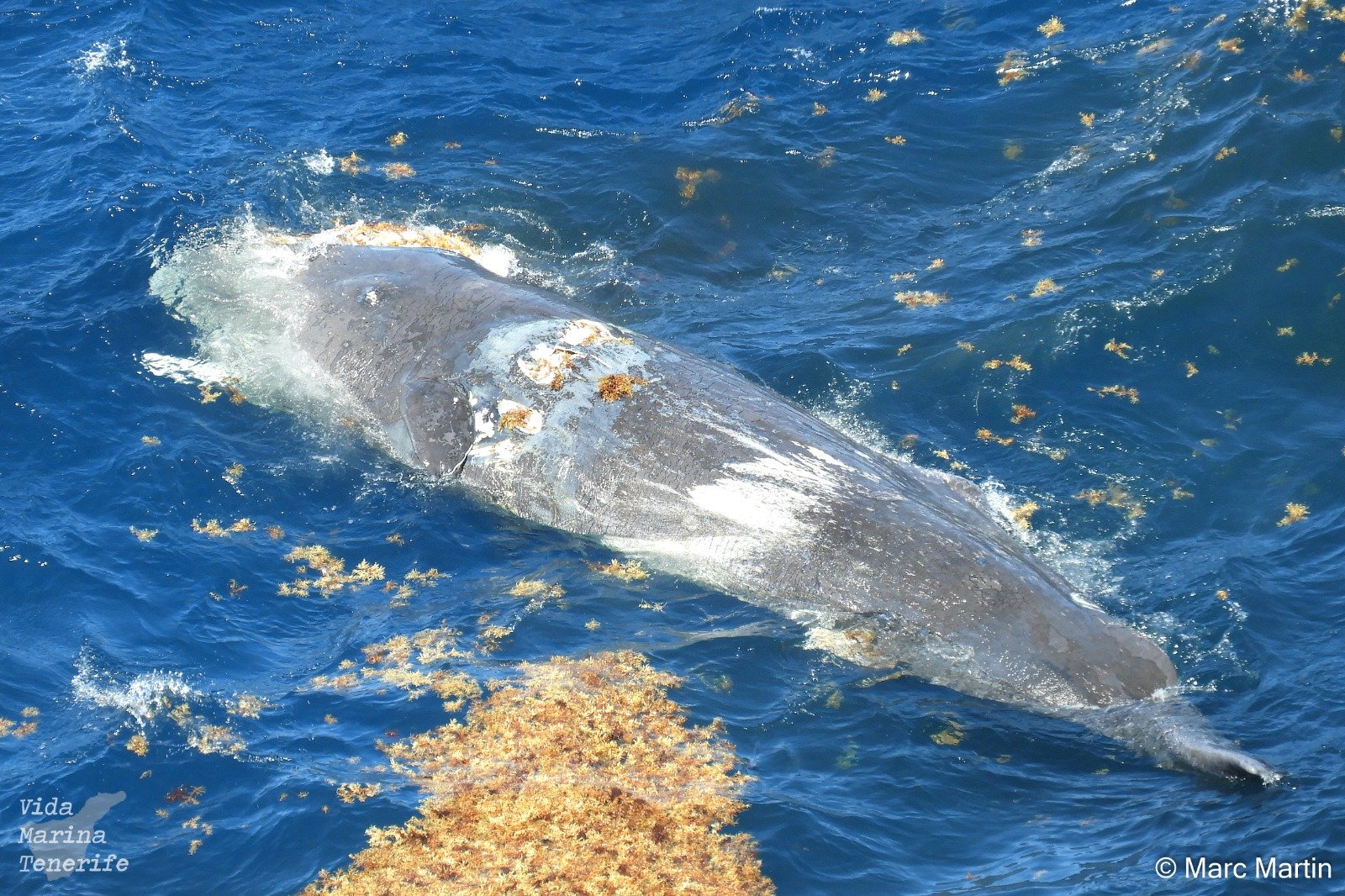 Uno de los cachalotes que aparecieron muertos en la costa de Tenerife a mediados de mayo. Foto: Cedida.