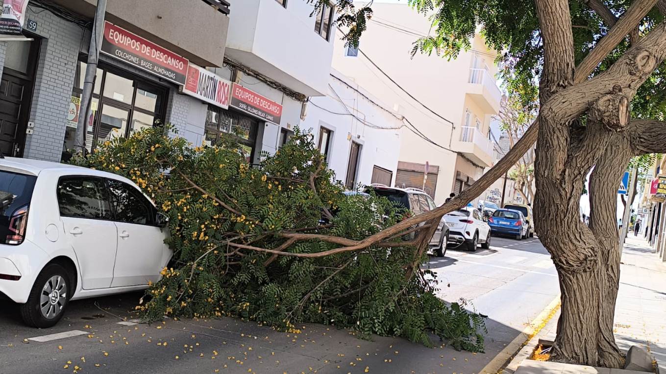 Cae parte de un árbol en Arrecife