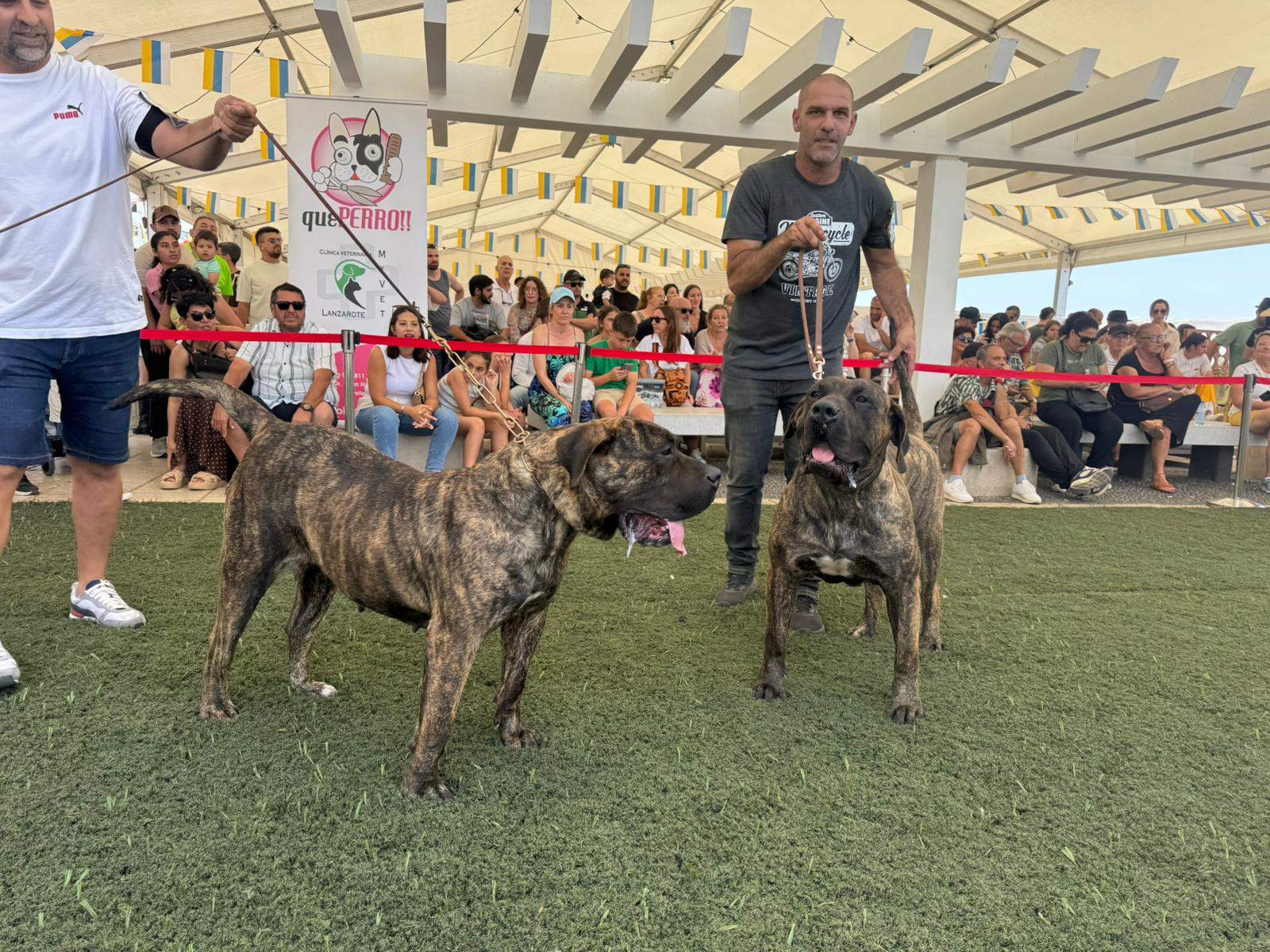 Club Lanzaroteño del Presa Canario Club Lanzaroteño del Presa Canario