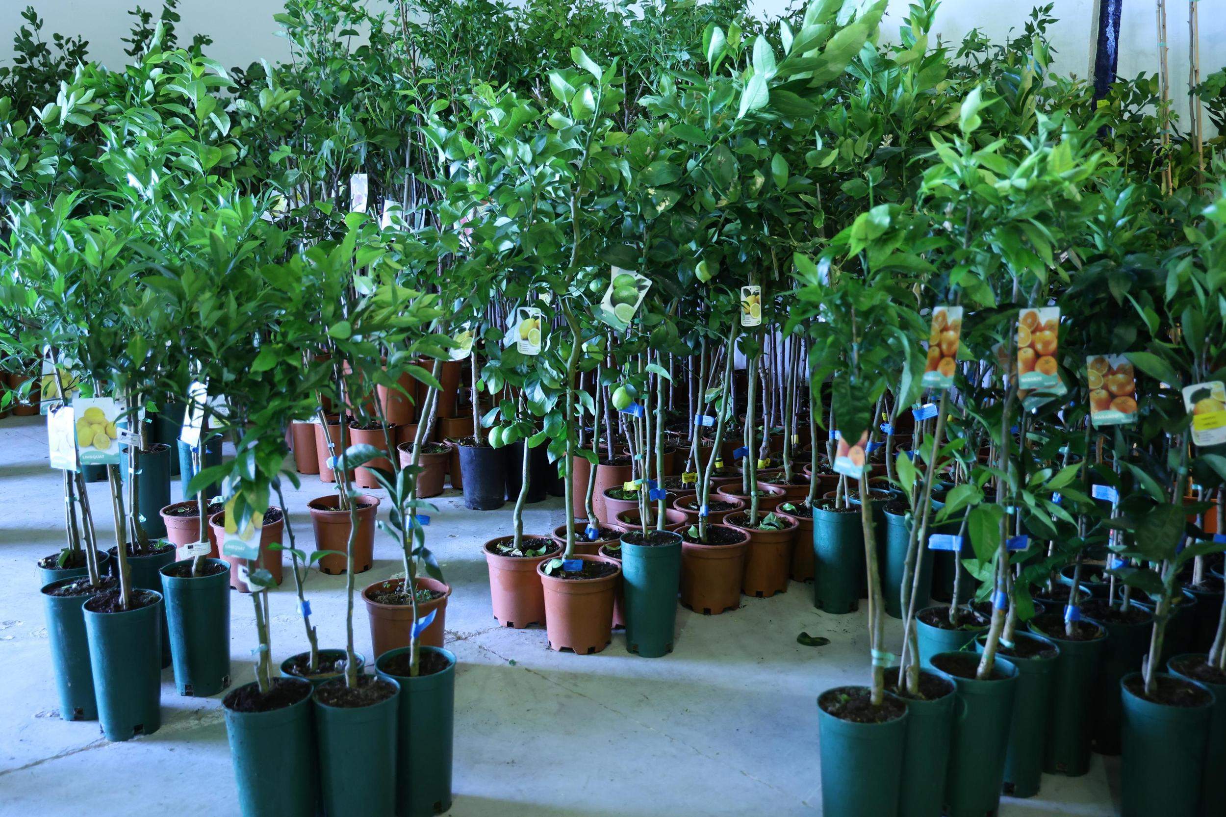 IV Feria Ganadera, Agrícola y Pesquera Teguise 2025. Fotos: La Voz.