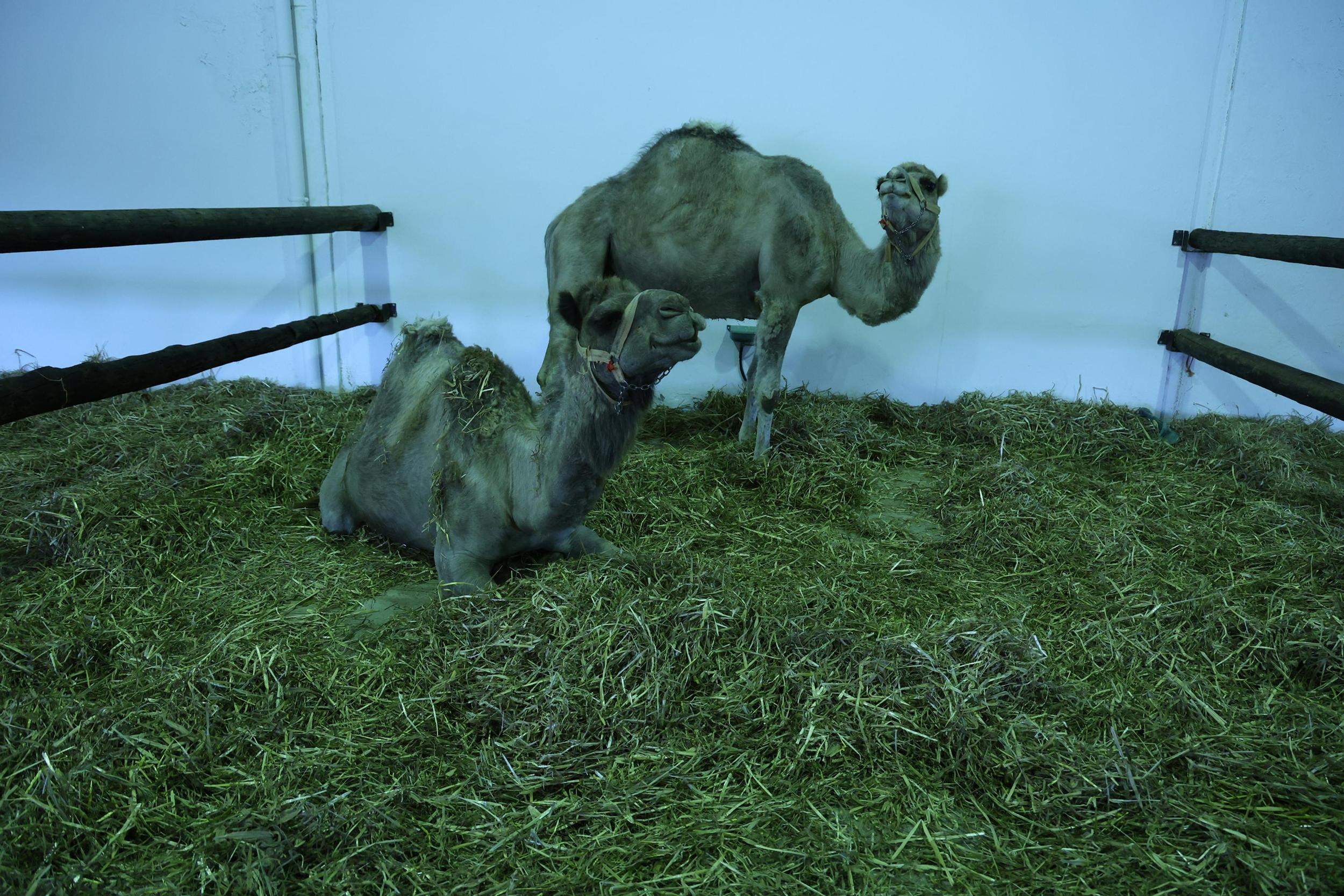 IV Feria Ganadera, Agrícola y Pesquera Teguise 2025. Fotos: La Voz.