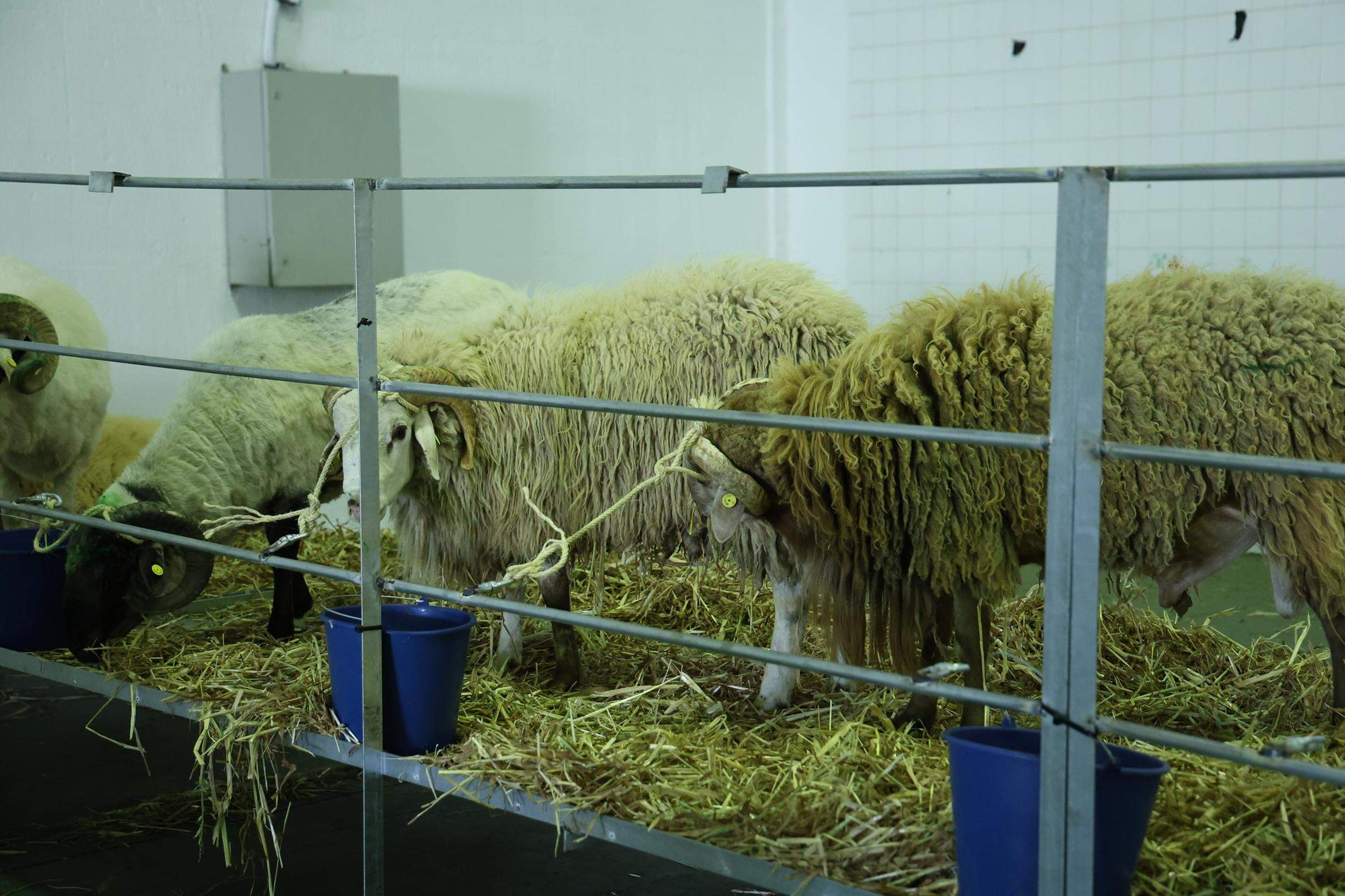 IV Feria Ganadera, Agrícola y Pesquera Teguise 2025. Fotos: La Voz.