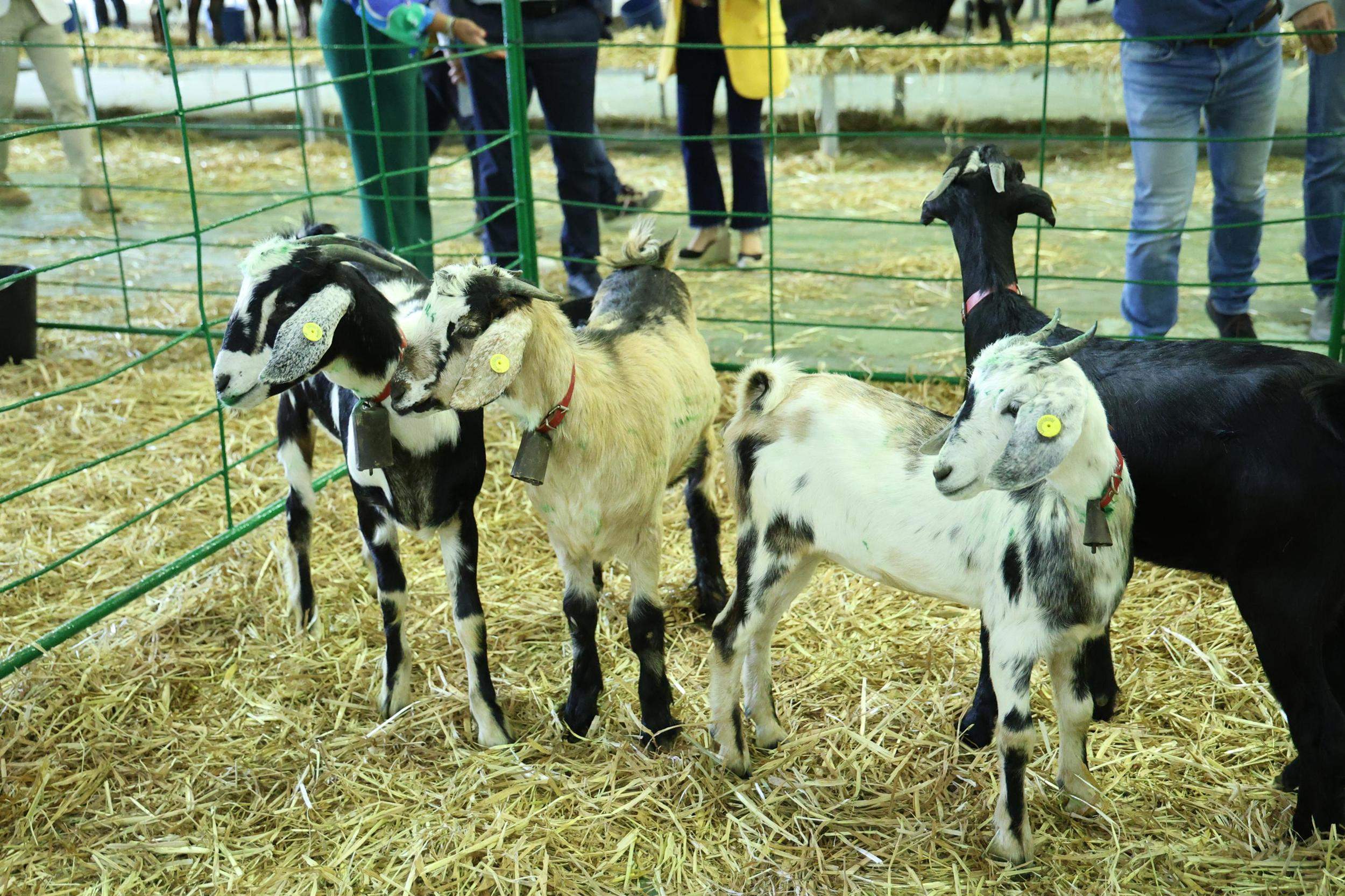 IV Feria Ganadera, Agrícola y Pesquera Teguise 2025. Fotos: La Voz.