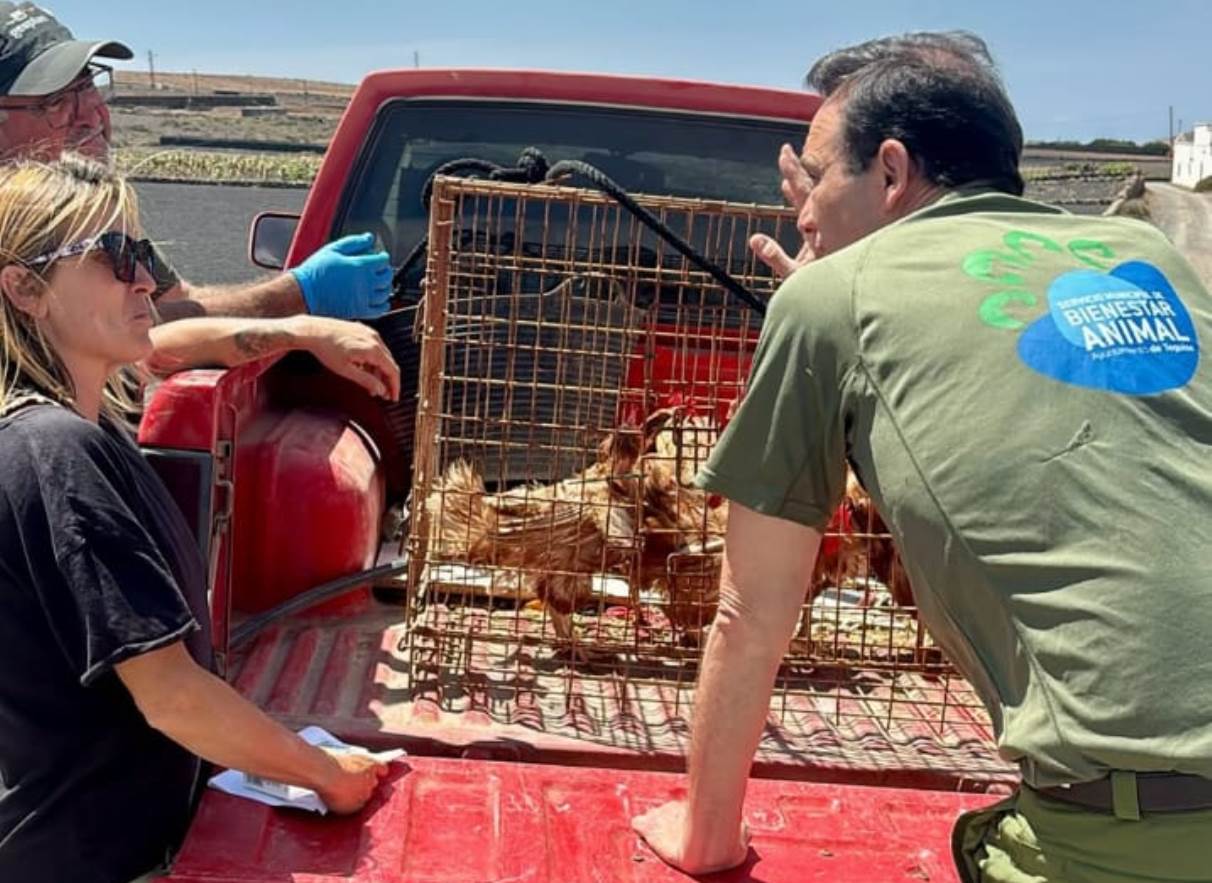 LanZanimal denuncia el abandono de cinco gallinas vivas en una caja junto a un contenedor en Guatiza