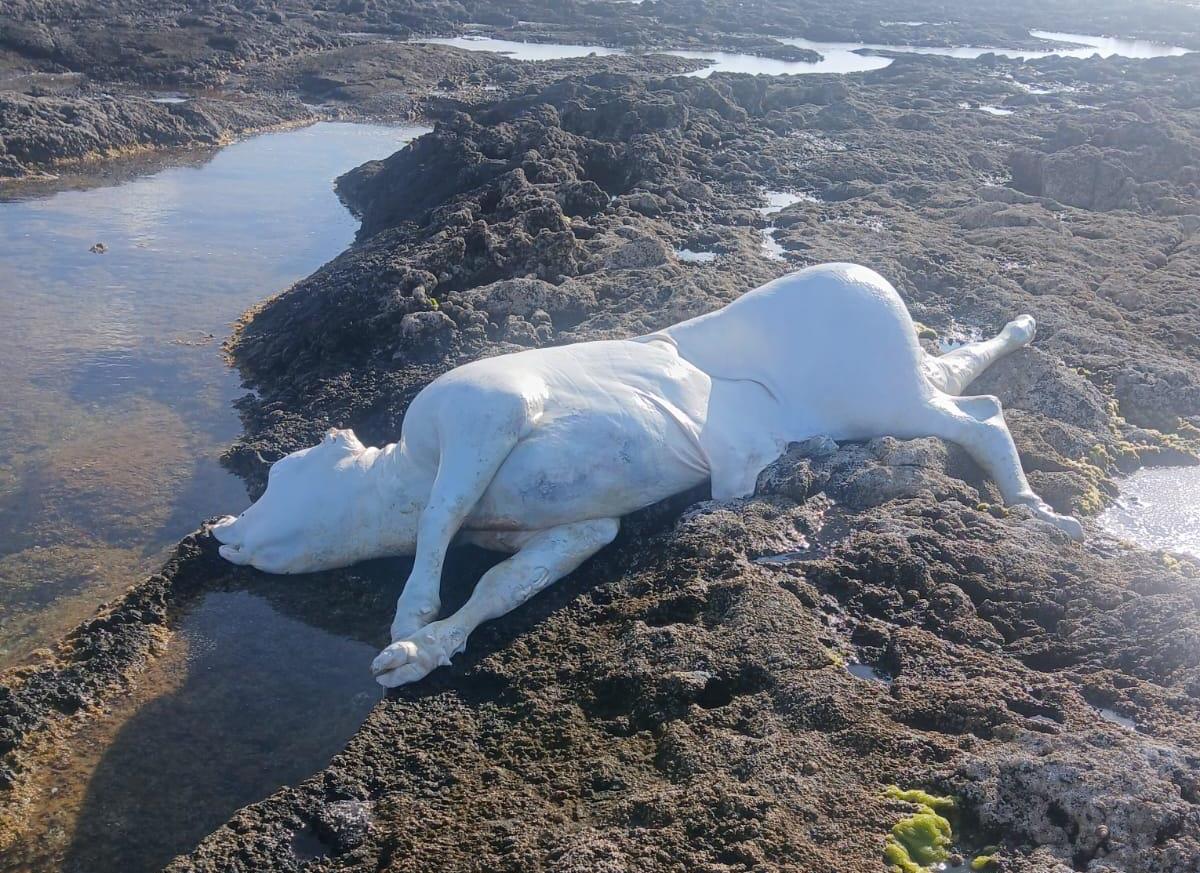 Vaca muerta en La Santa