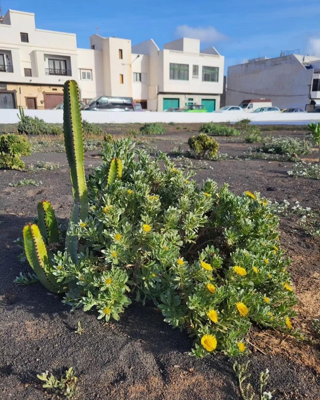 Iniciativa de Arrecife Natura Iniciativa de Arrecife Natura