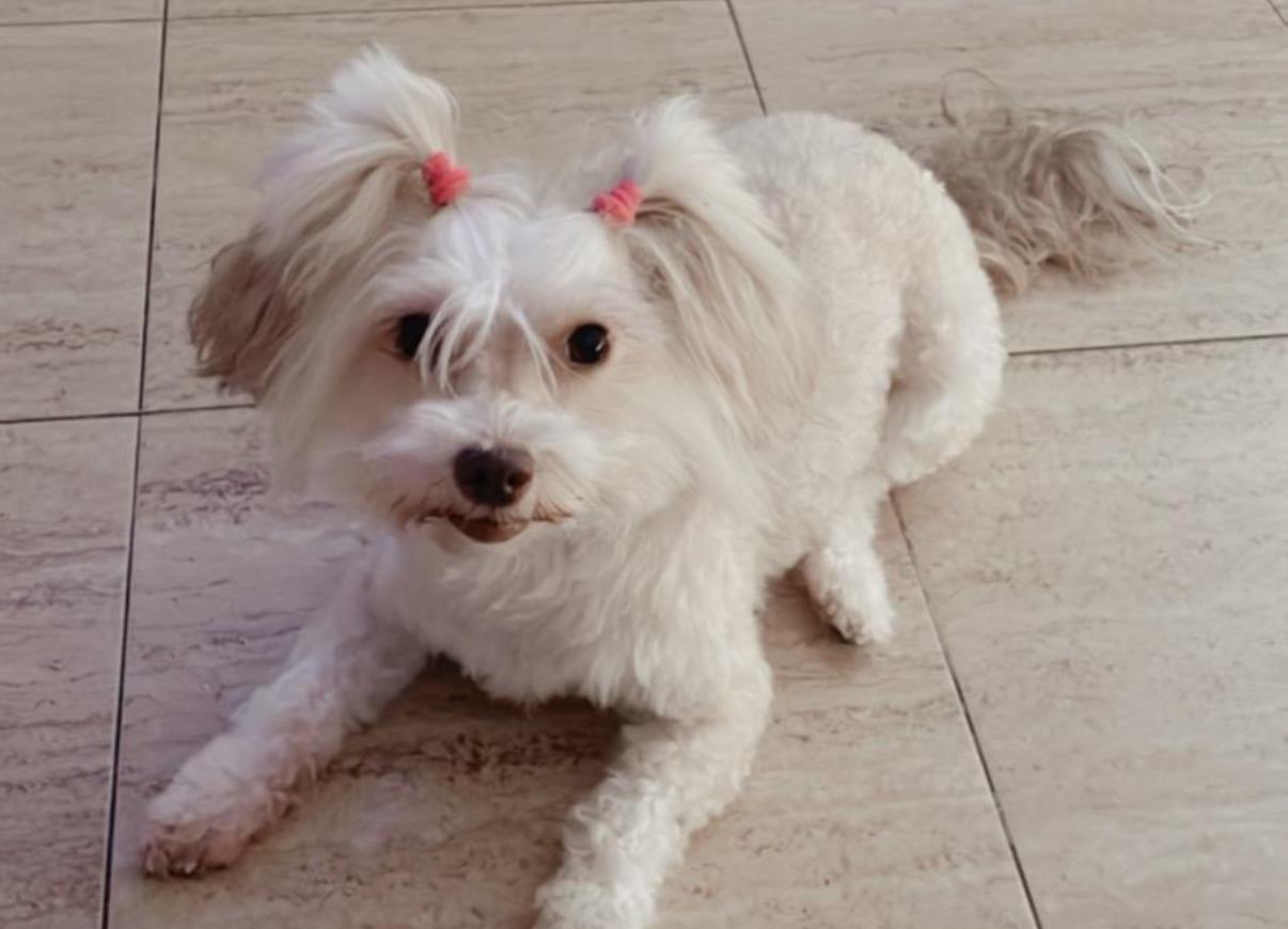Perrita 'Lola'