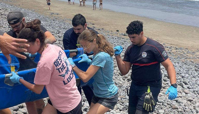 Bomberos y biólogos rescatan a un delfín listado. Foto: BOLUNTIS. Bomberos y biólogos rescatan a un delfín listado. Foto: BOLUNTIS.