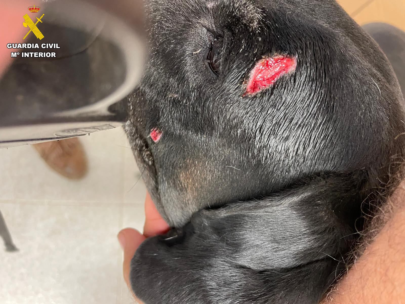 Animales afectados por los ataques de los perros Animales afectados por los ataques de los perros