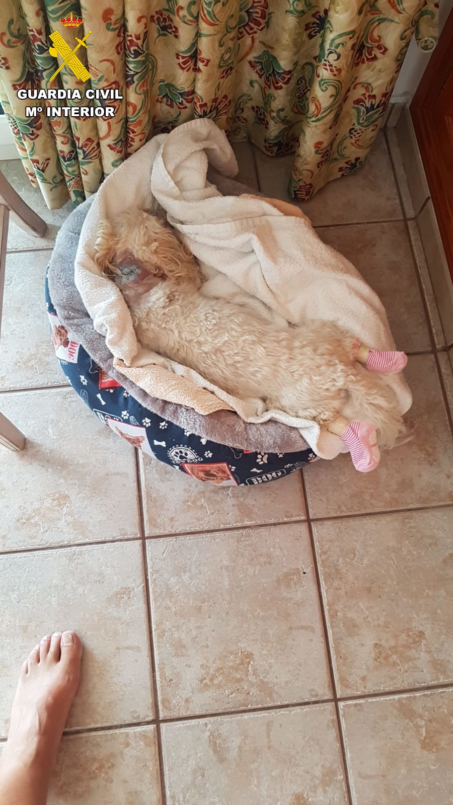 Animales afectados por los ataques de los perros Animales afectados por los ataques de los perros