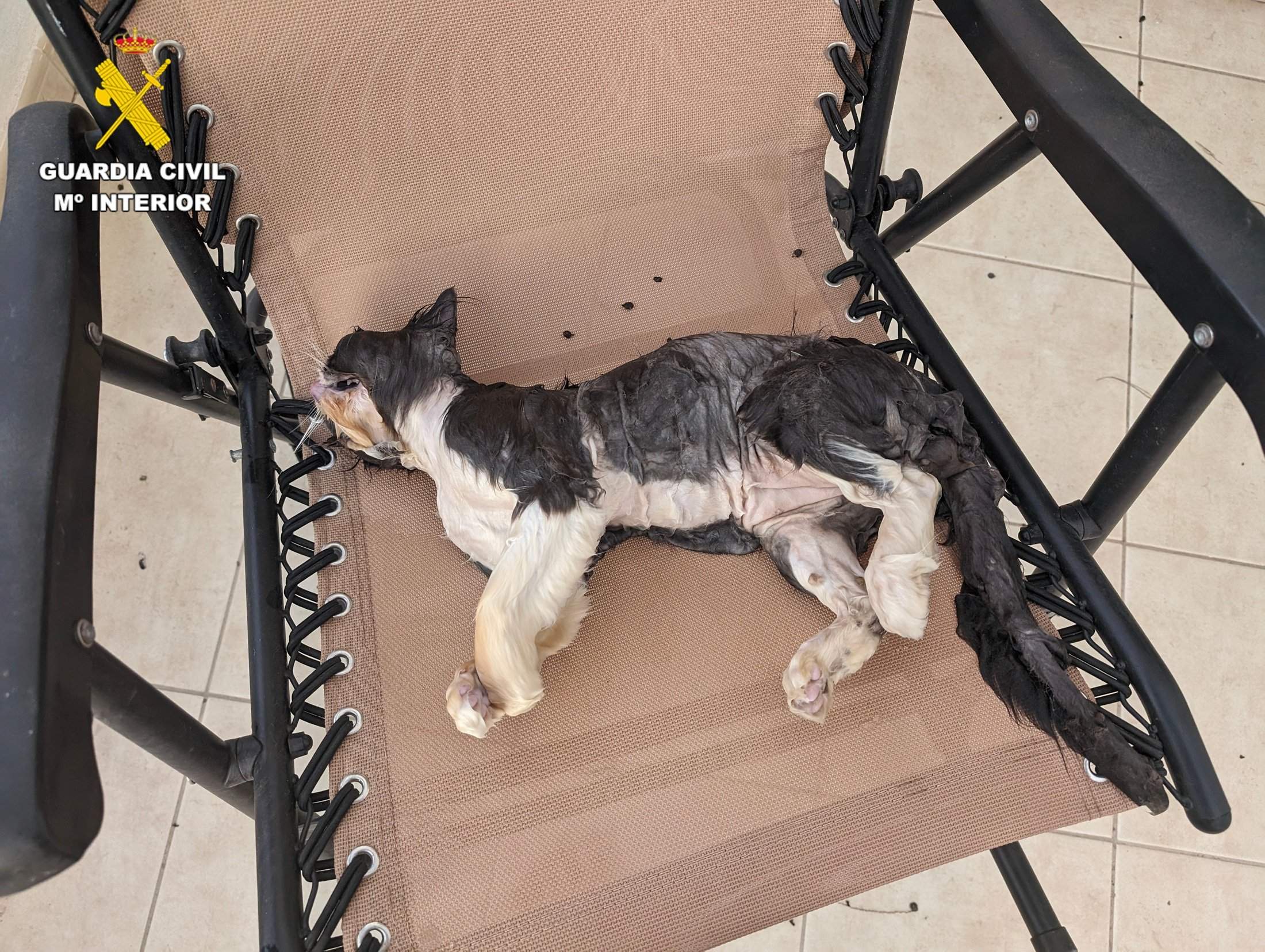 Animales afectados por los ataques de los perros Animales afectados por los ataques de los perros