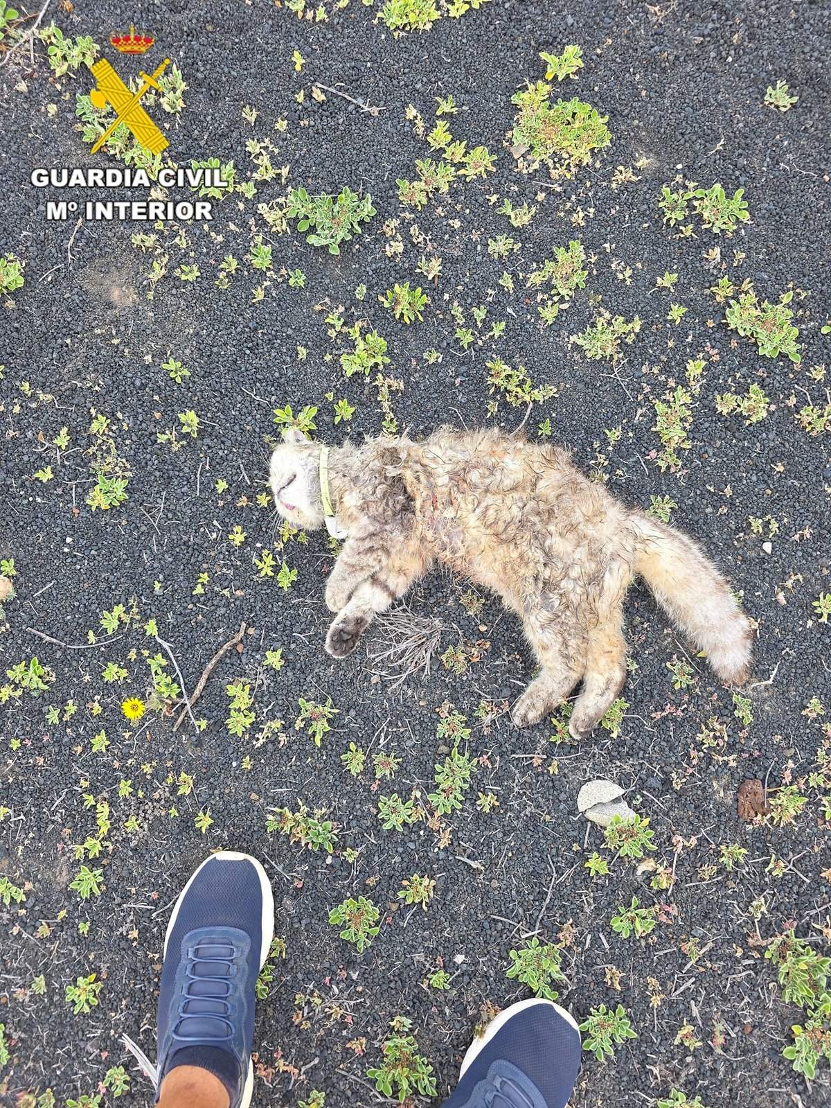 Animales afectados por los ataques de los perros