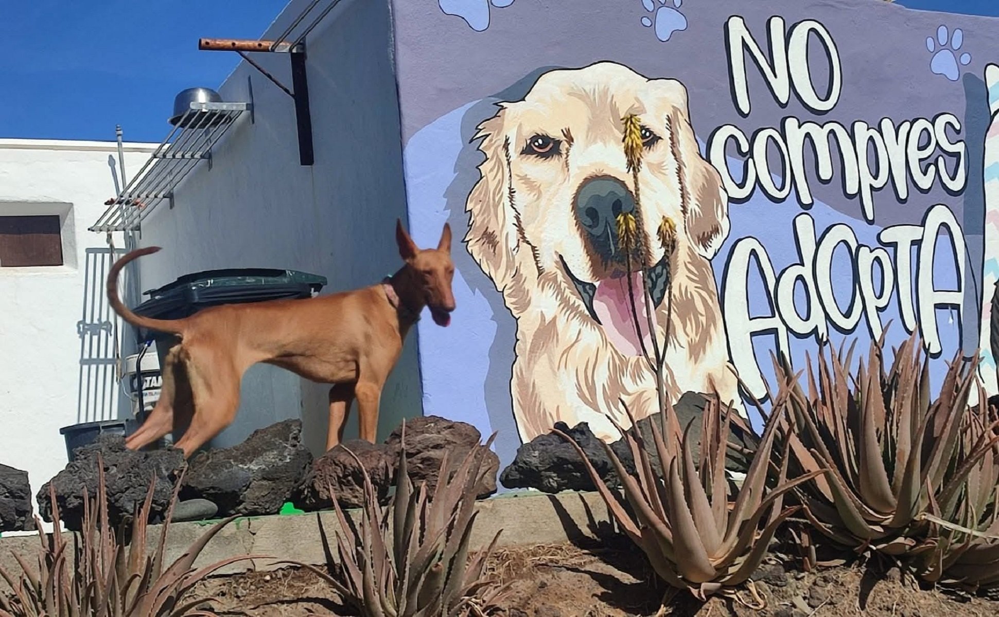 Un perro de la perrera de Yaiza