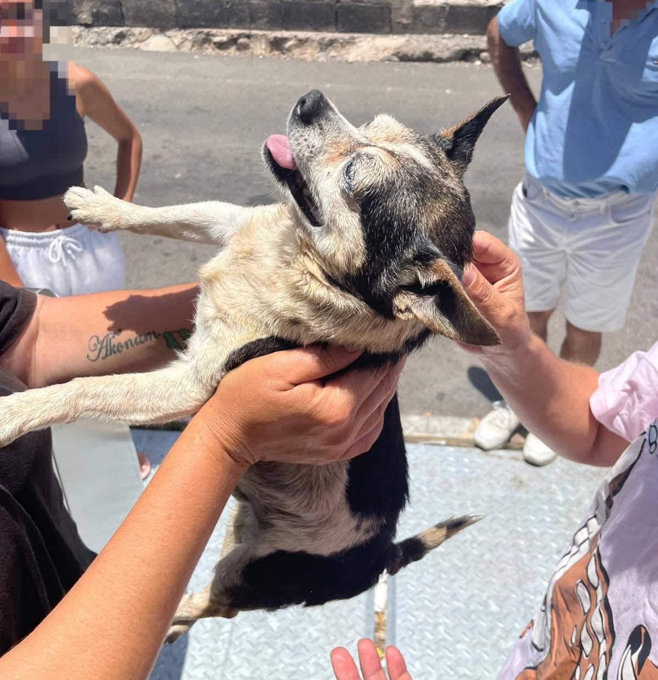 Momento del rescate del perro