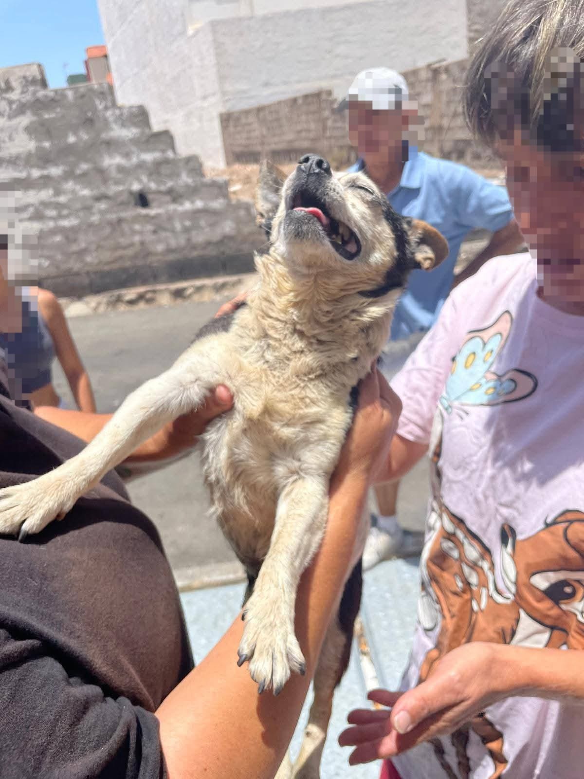 Momento del rescate del perro