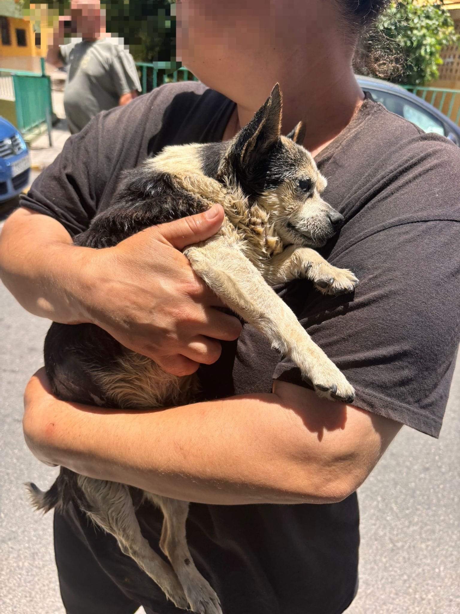 Momento del rescate del perro