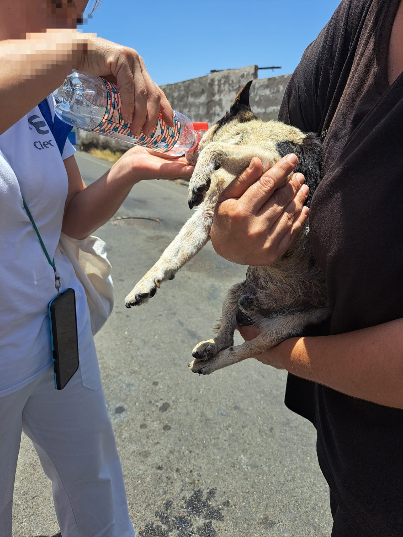 Momento del rescate del perro