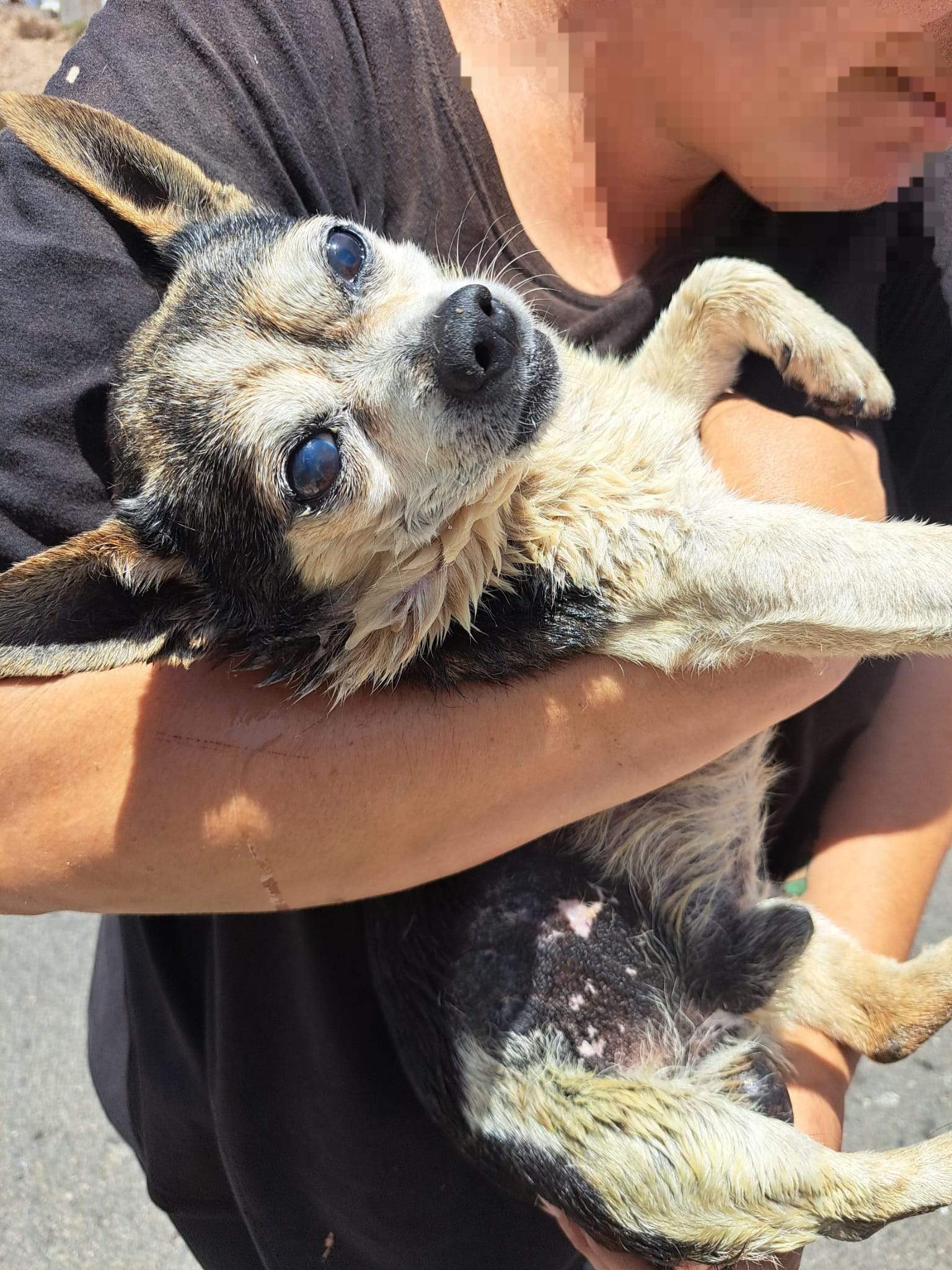 Momento del rescate del perro